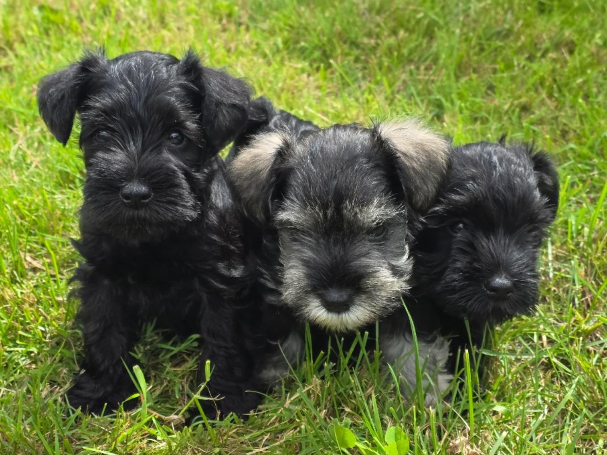 Little Tassa's