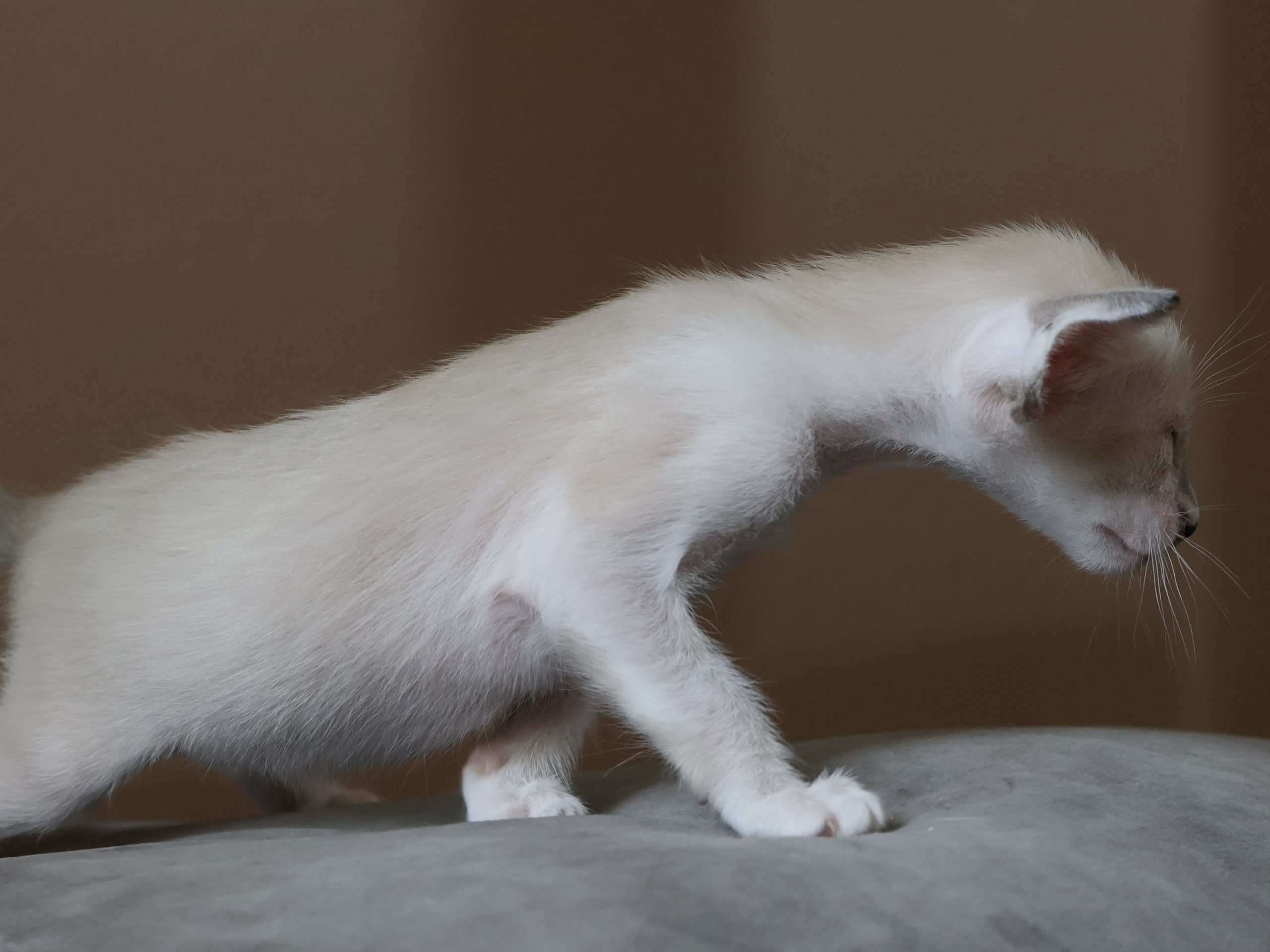 Oriental Adore Cattery