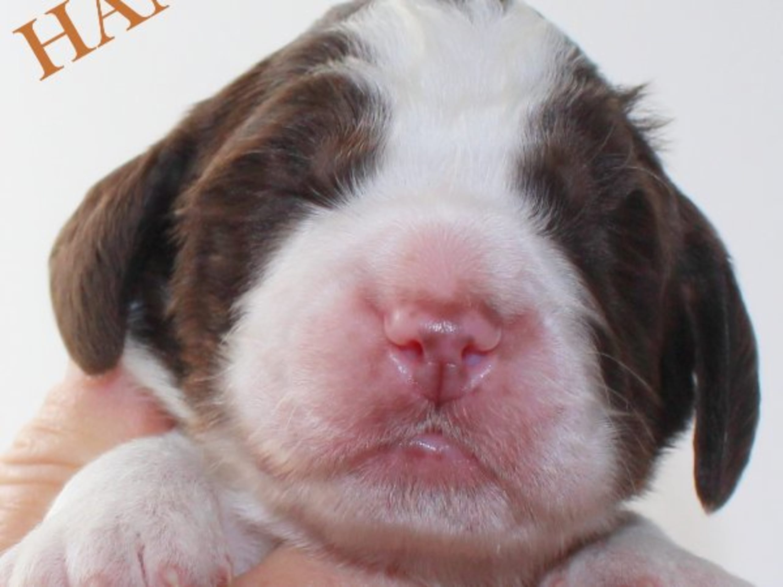 English Springer Spaniel · Uppsala · Quality Design