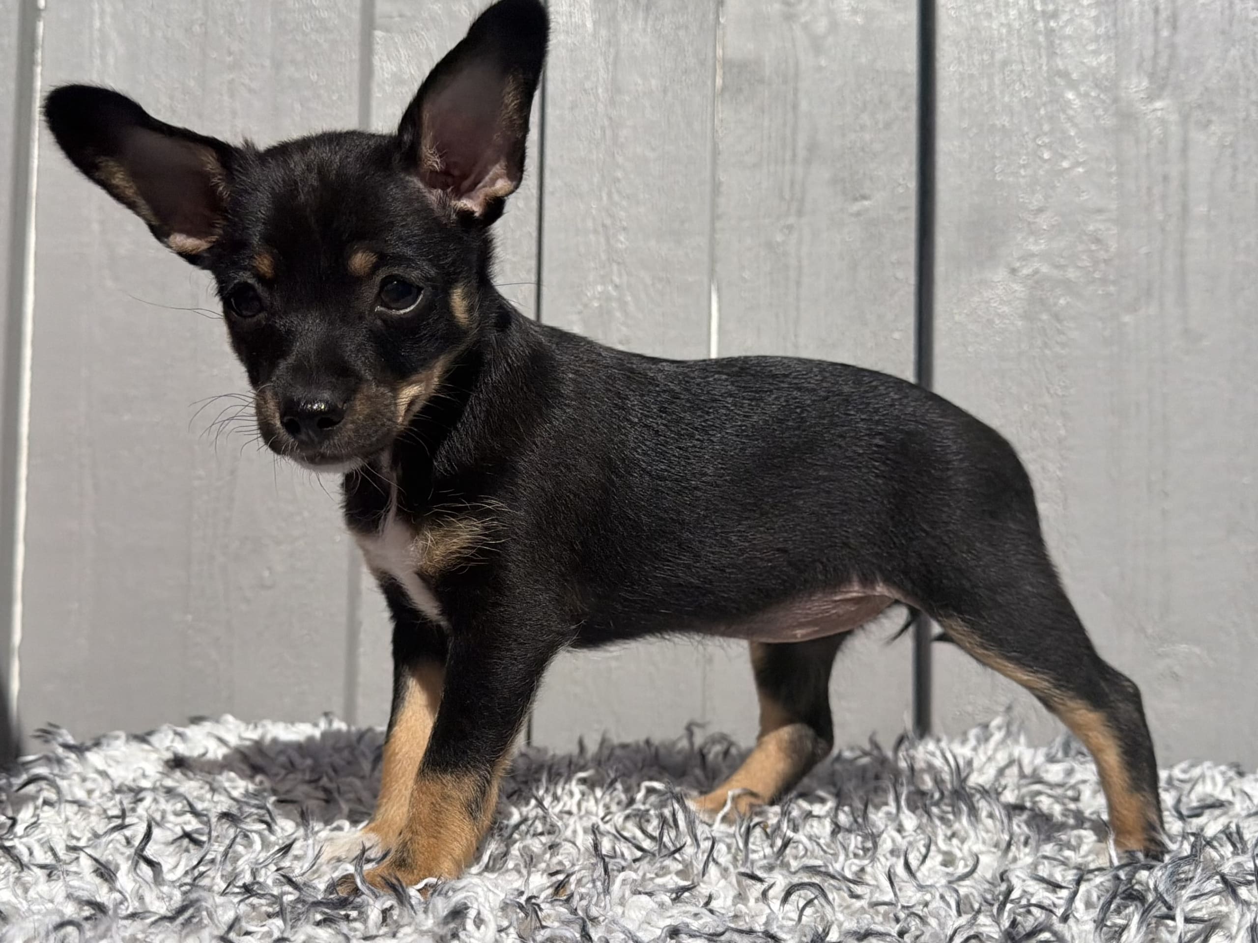 Xoloitzcuintle · åkersberga · Diamonds Of Joy