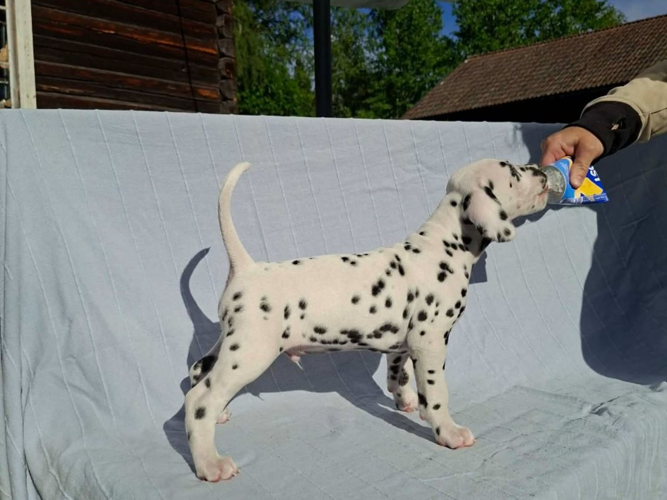 Dalmatian · Mora · Miss De Vil's