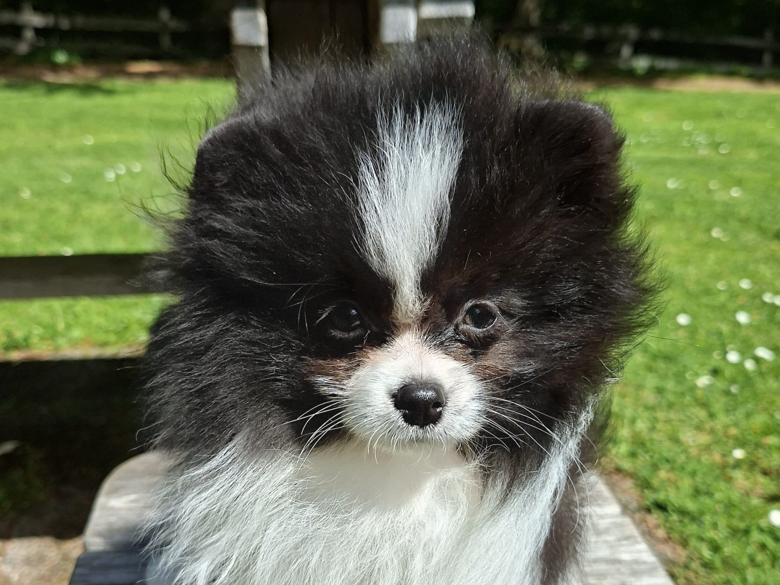 Pomeranian · Tyringe · Bodil N.