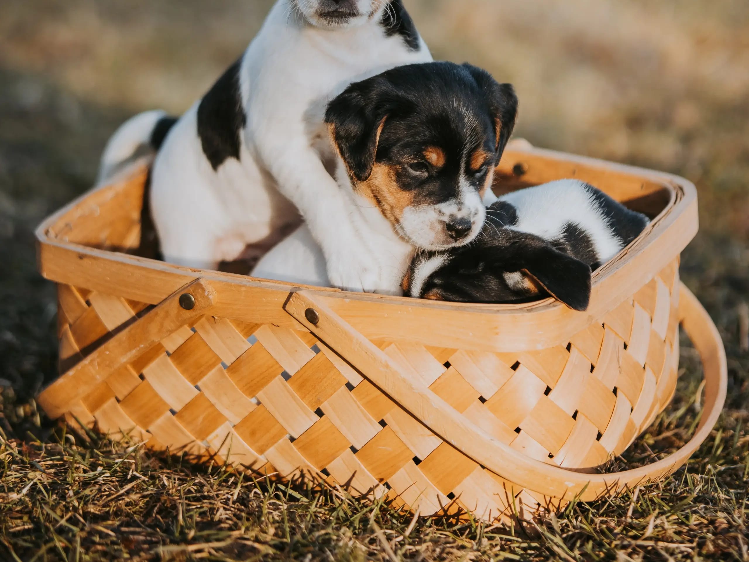 Dansk-svensk gårdhund · Skien · Tina Nicander Nyhaug