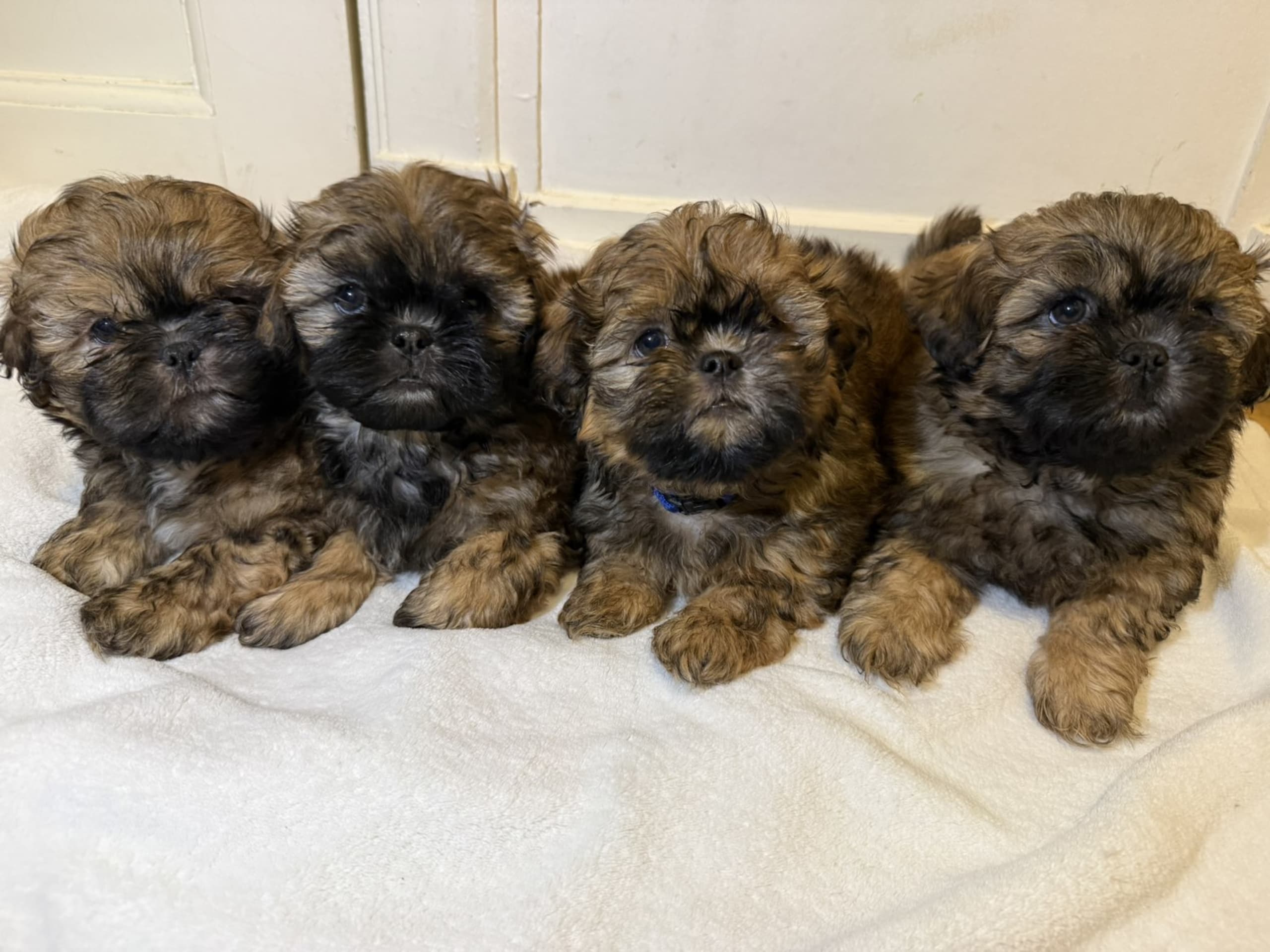 Shih tzu · Stenkullen · Roxana