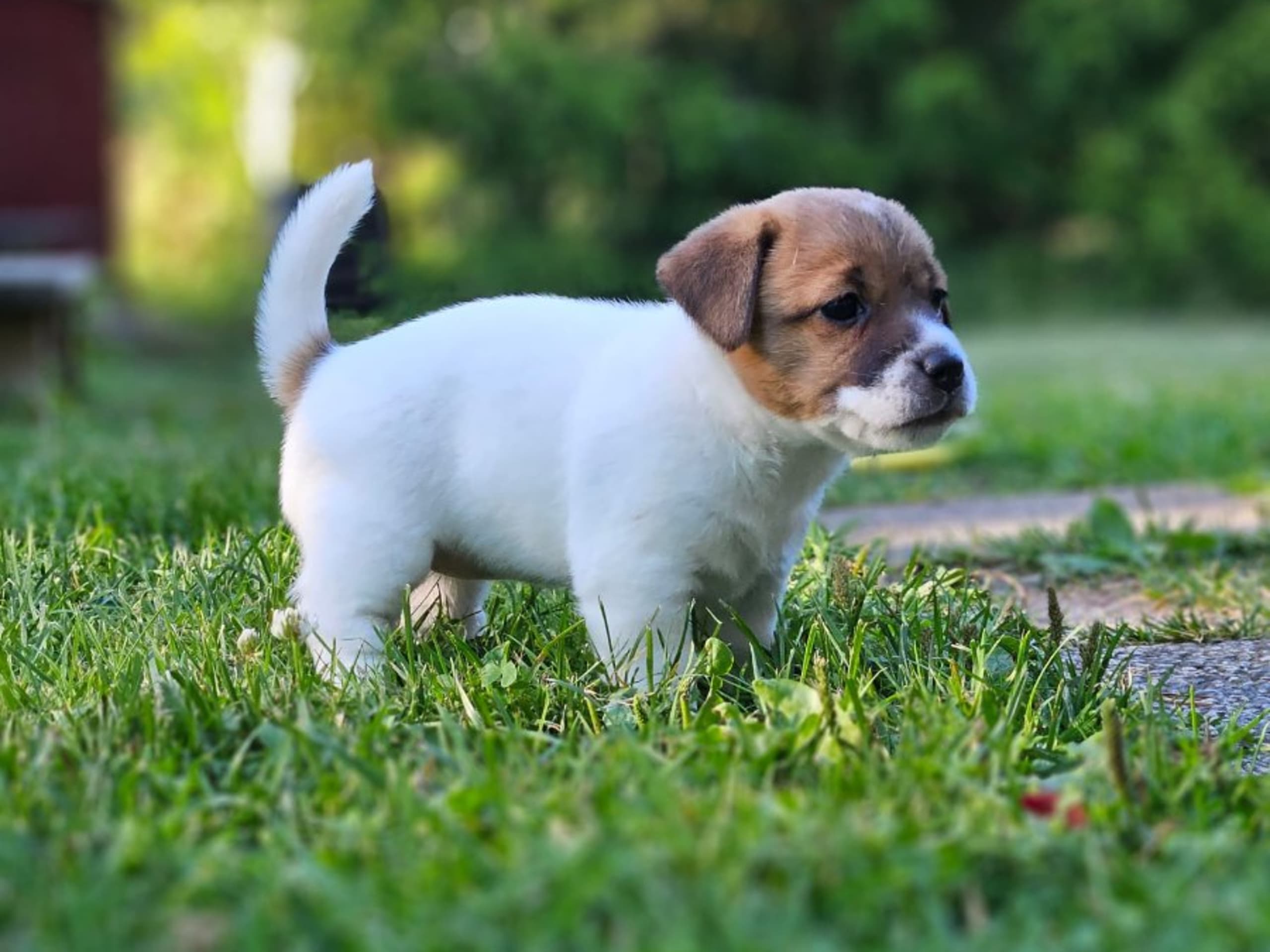 Jack Russell terrier · Norrtälje · Väsbyligans