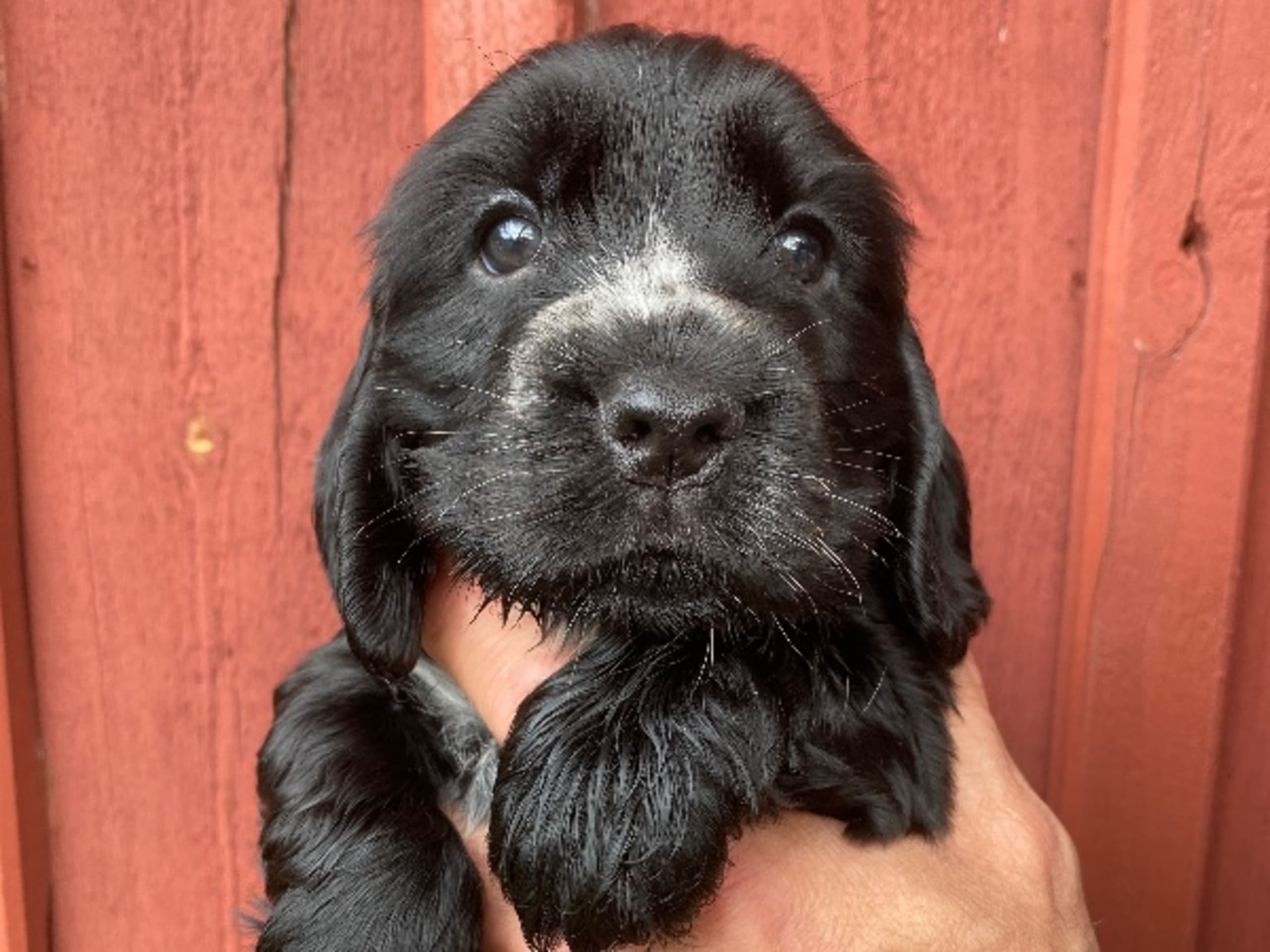 Cocker spaniel