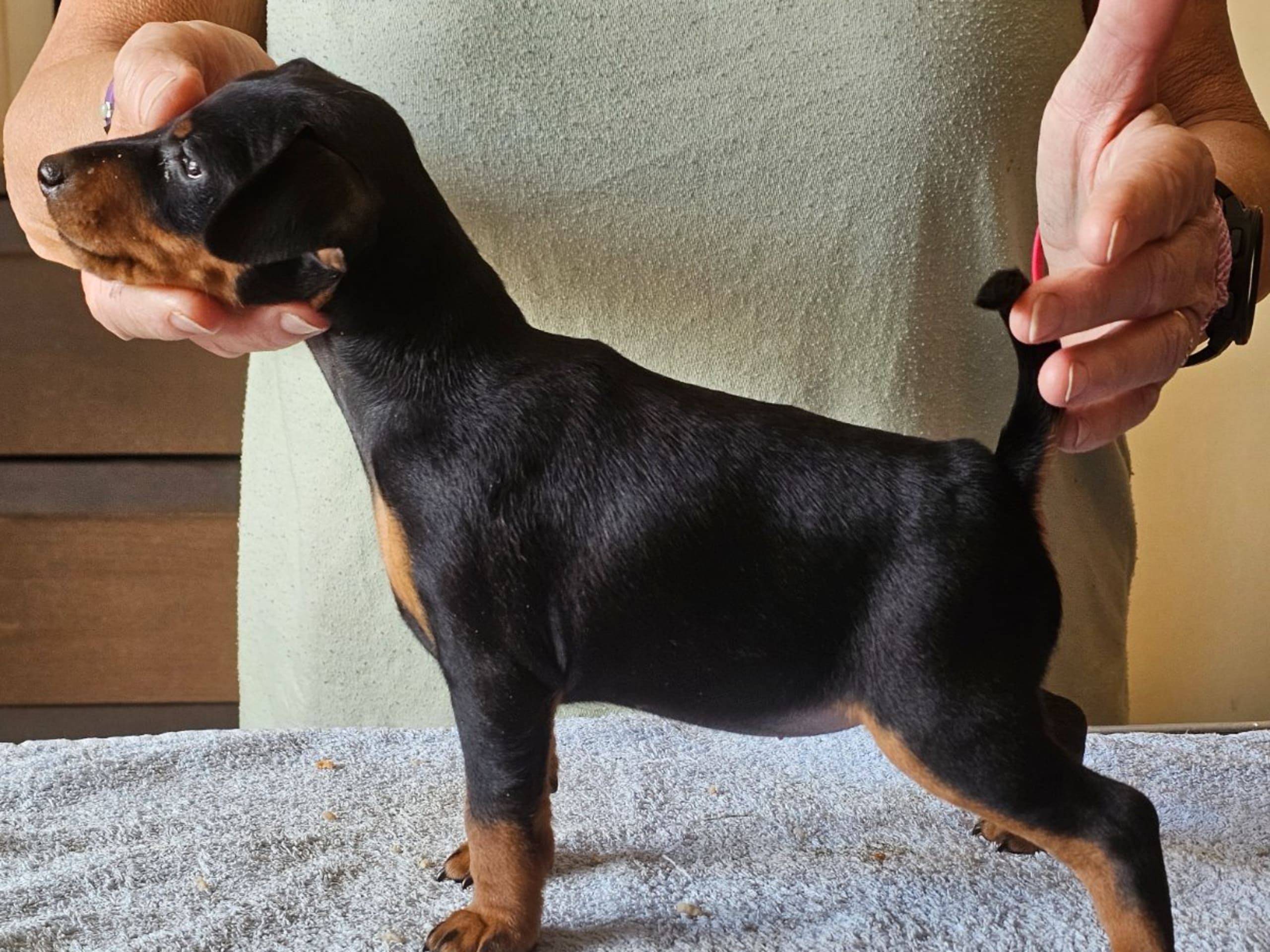 Miniature Pinscher · Linköping · Love Cox's