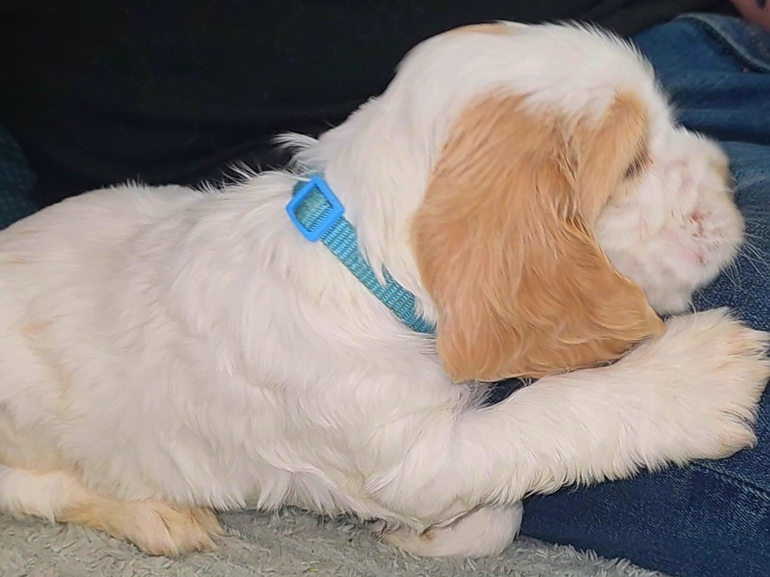 Cocker Spaniel · Södertälje · Savanah B.