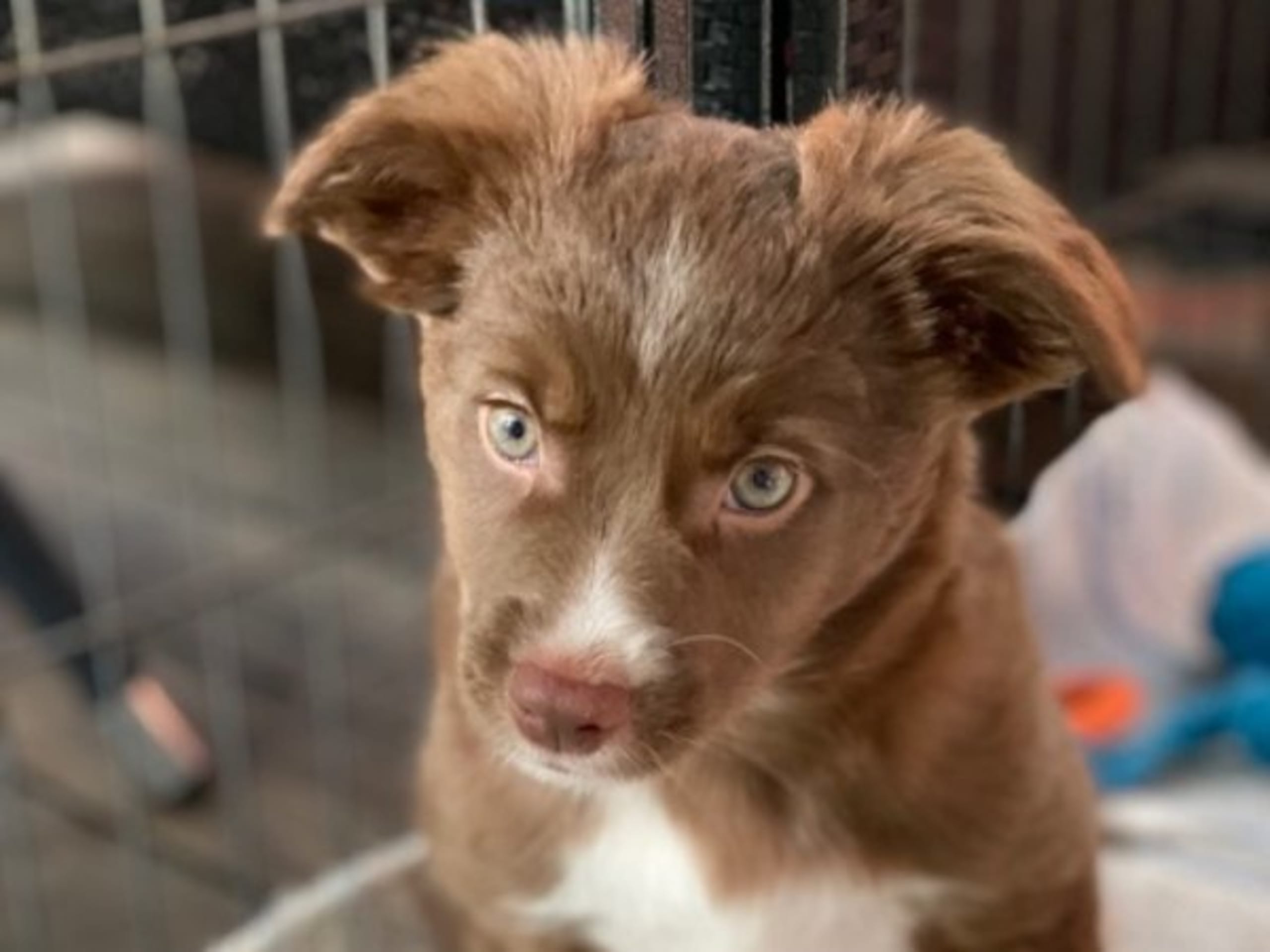 Miniature american shepherd · Skepplanda · Sagolika Mas