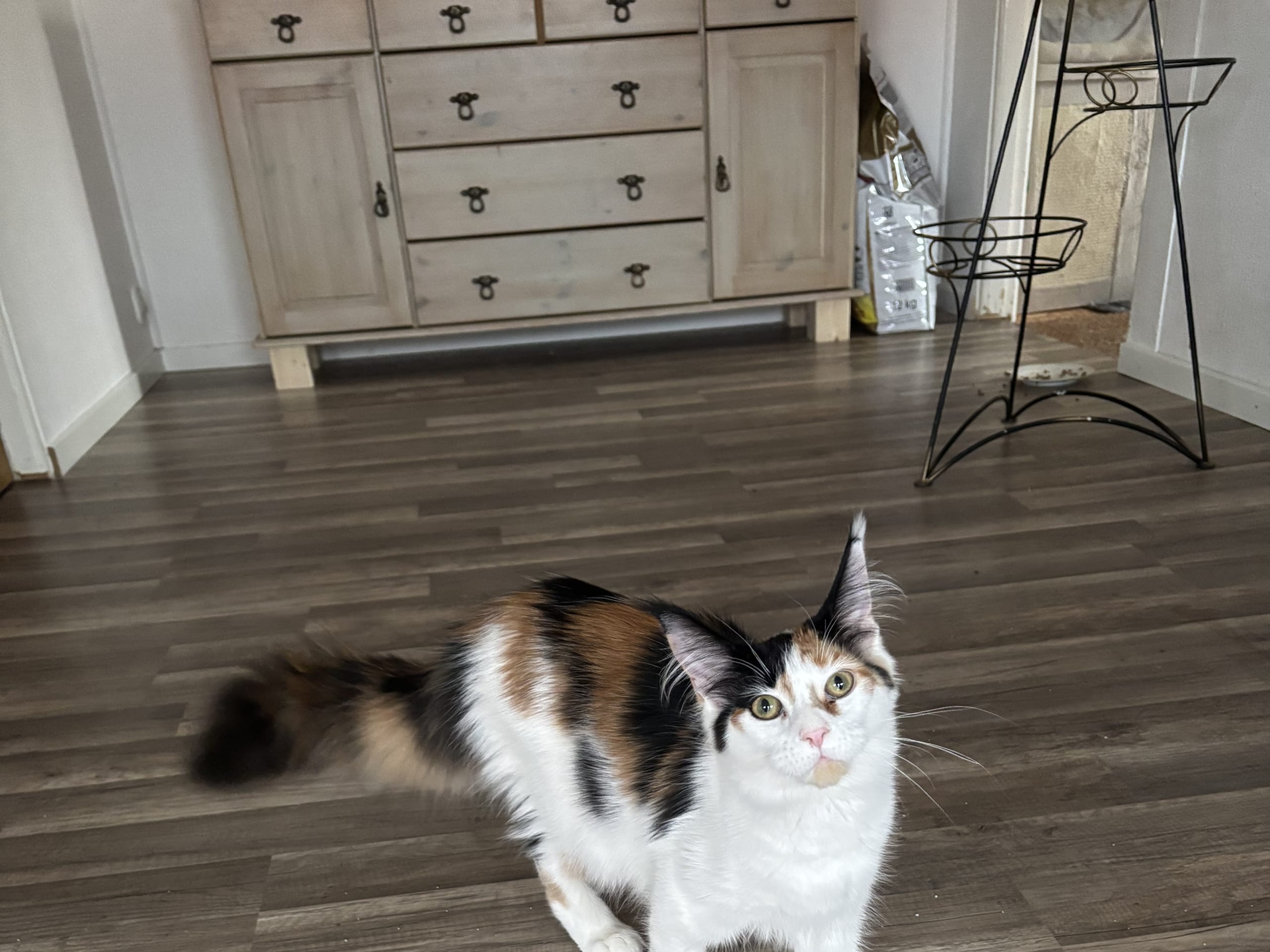 Wikslynx