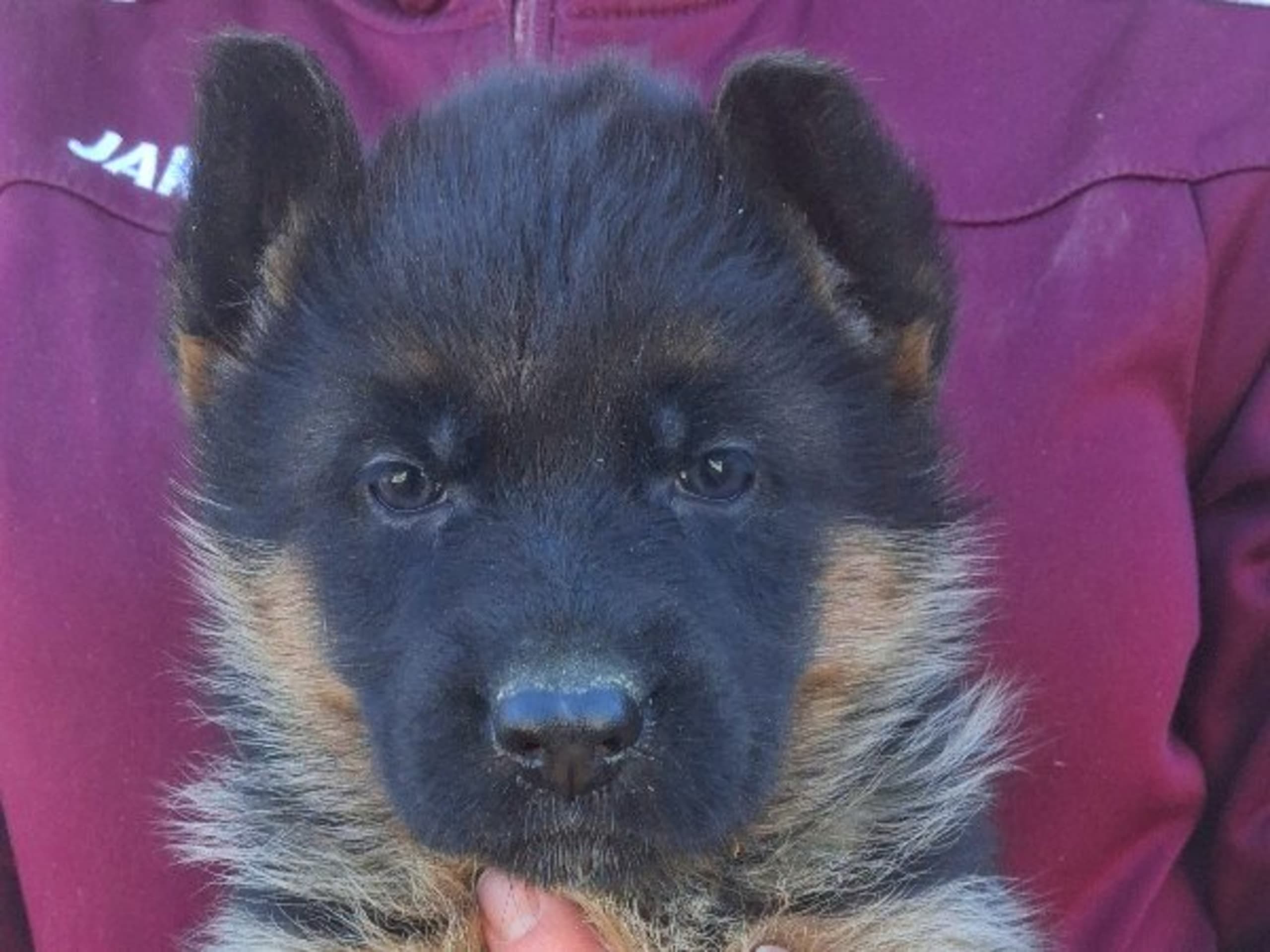 Tysk Schäferhund · Sölvesborg · Ebafarmens