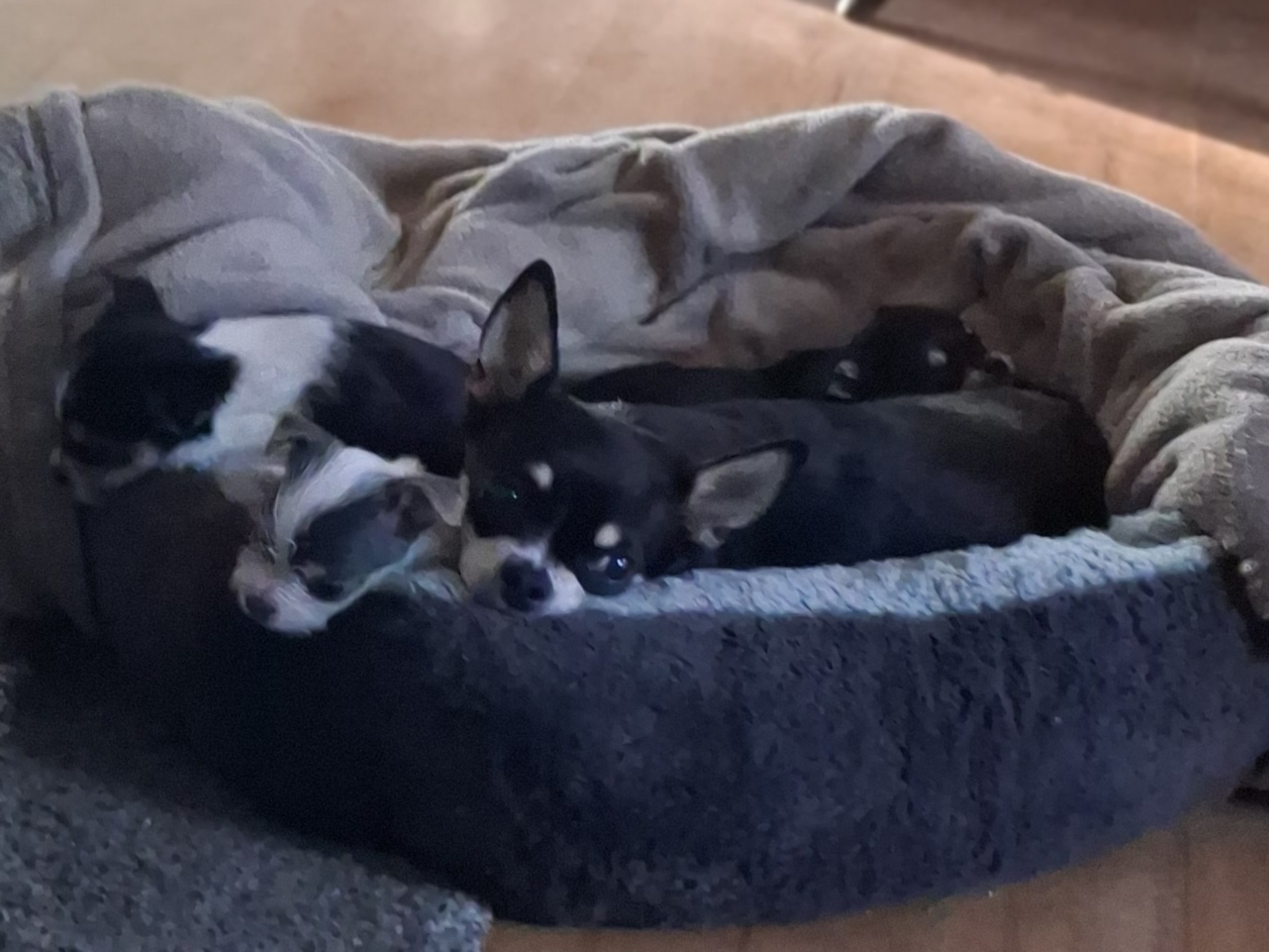 Yorkie malteser shi tzu og chih blanding · Hønefoss · Linda Regine Hauge S.