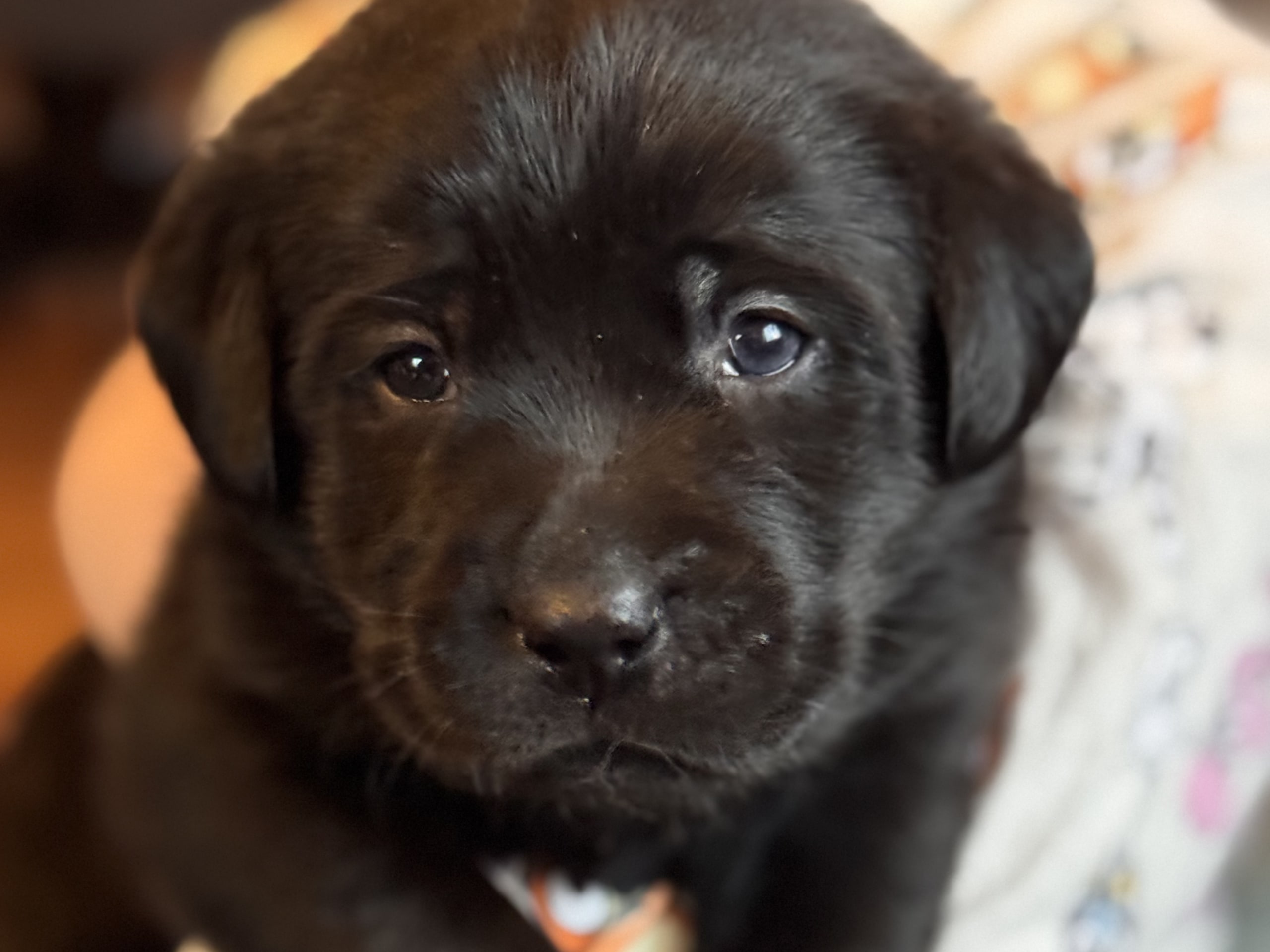 Labrador retriever · Rakkestad · Nina F.