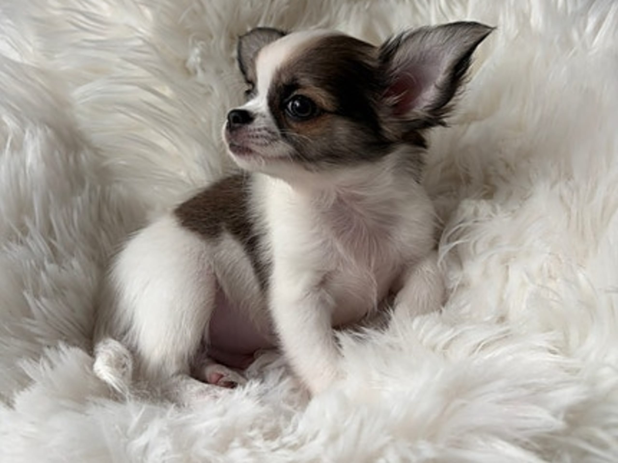 Chihuahua · Jonsvatnet · Sissel Bergdal