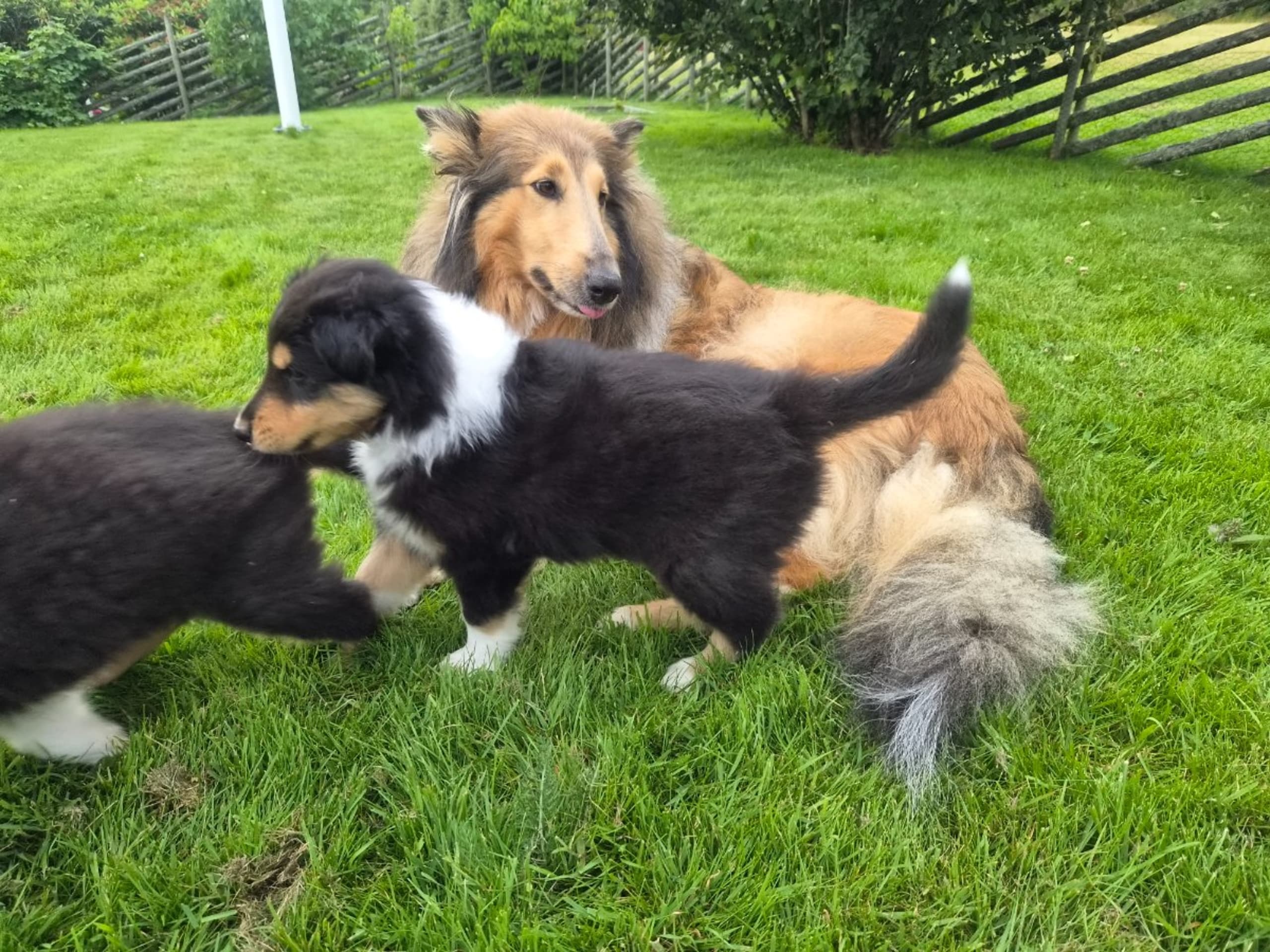 Collie · Kvibille · Damaianus