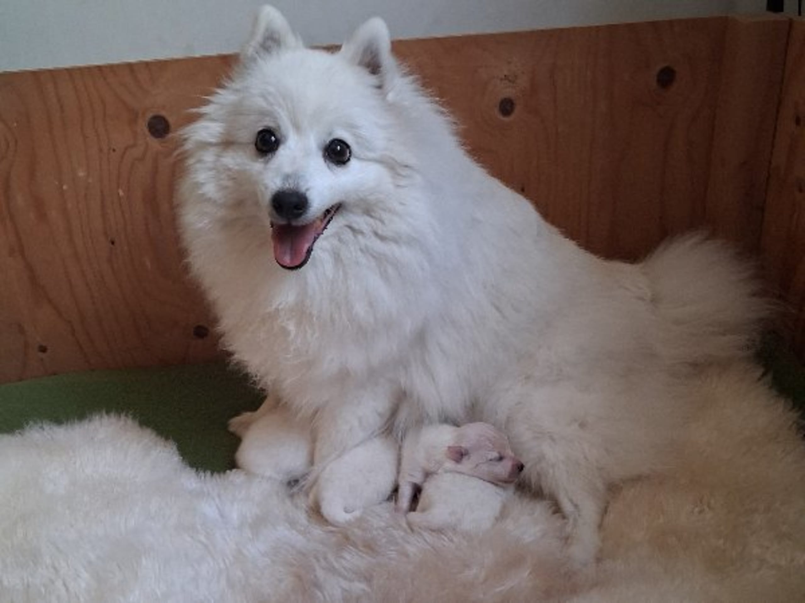 Japanese Spitz · Kristdala · Kennel Alegros