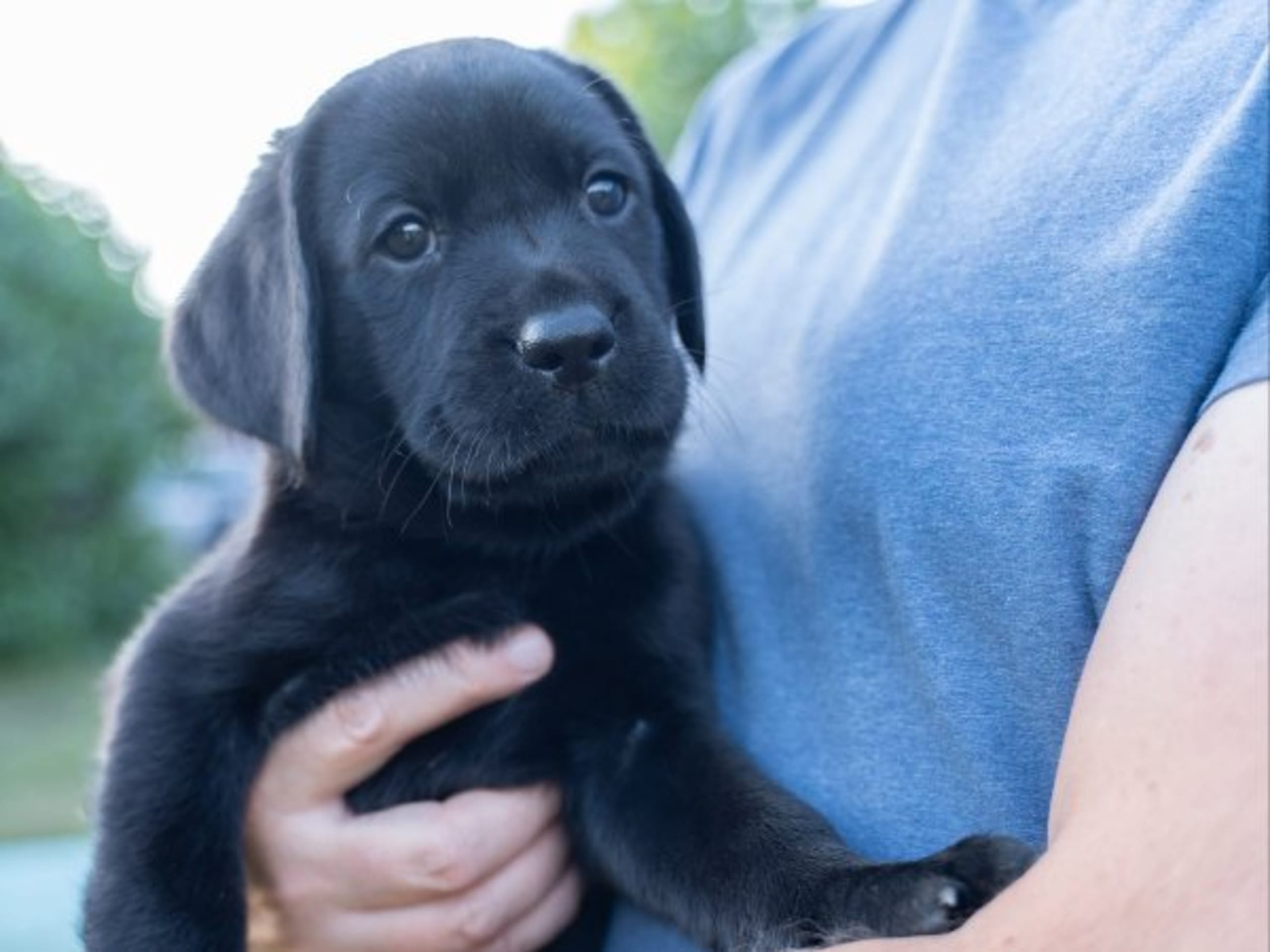 Labrador retriever · Mariefred · Retrieving Hearts