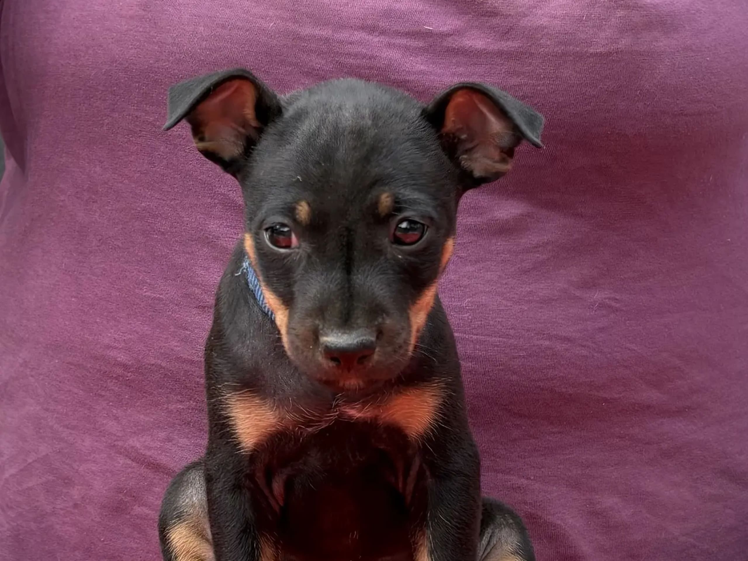 American Hairless Terrier · Arneberg · Evy Johanne Indahl Fredhjem