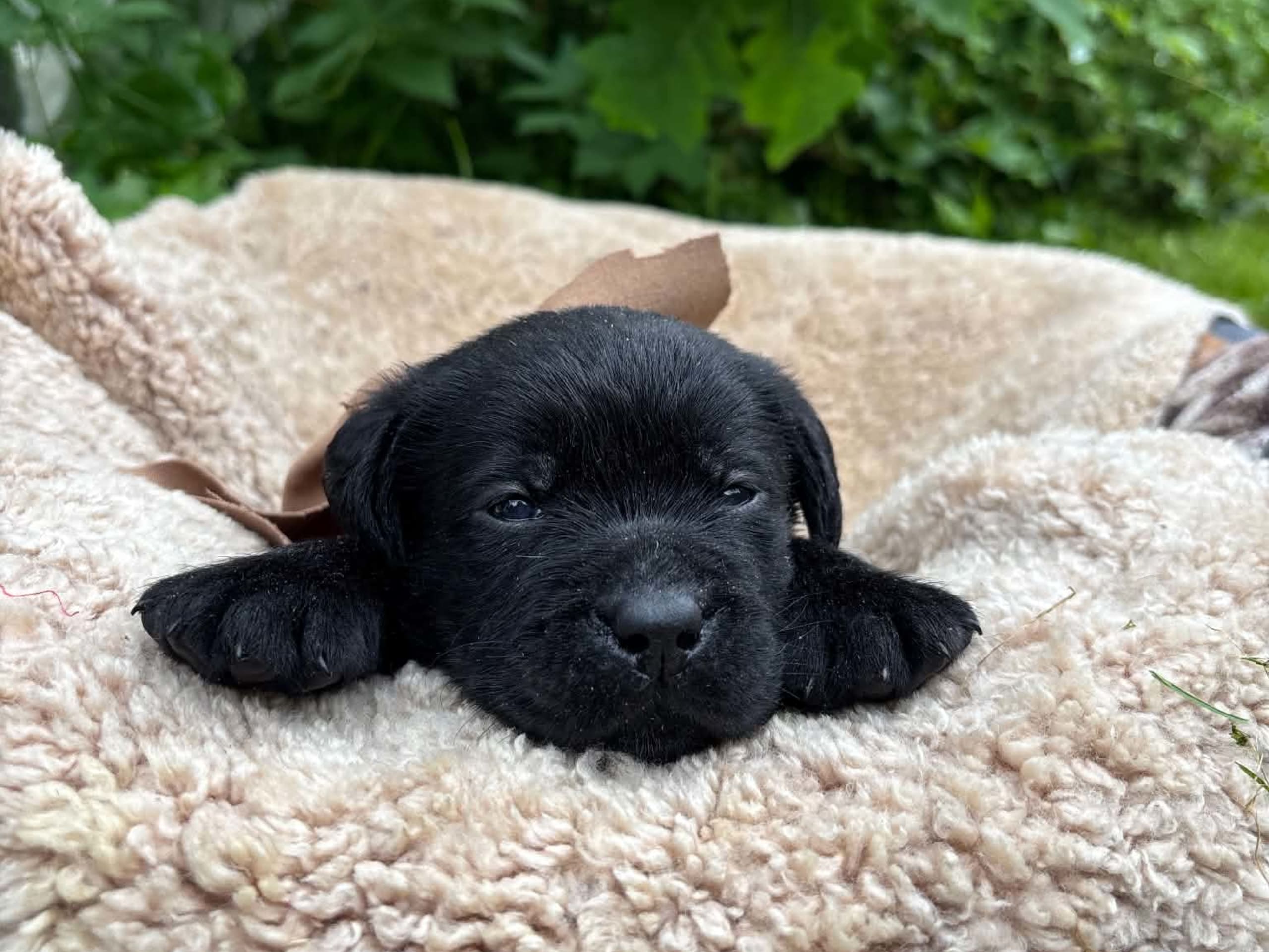 Labrador retriever · Svorkmo · Lyonette