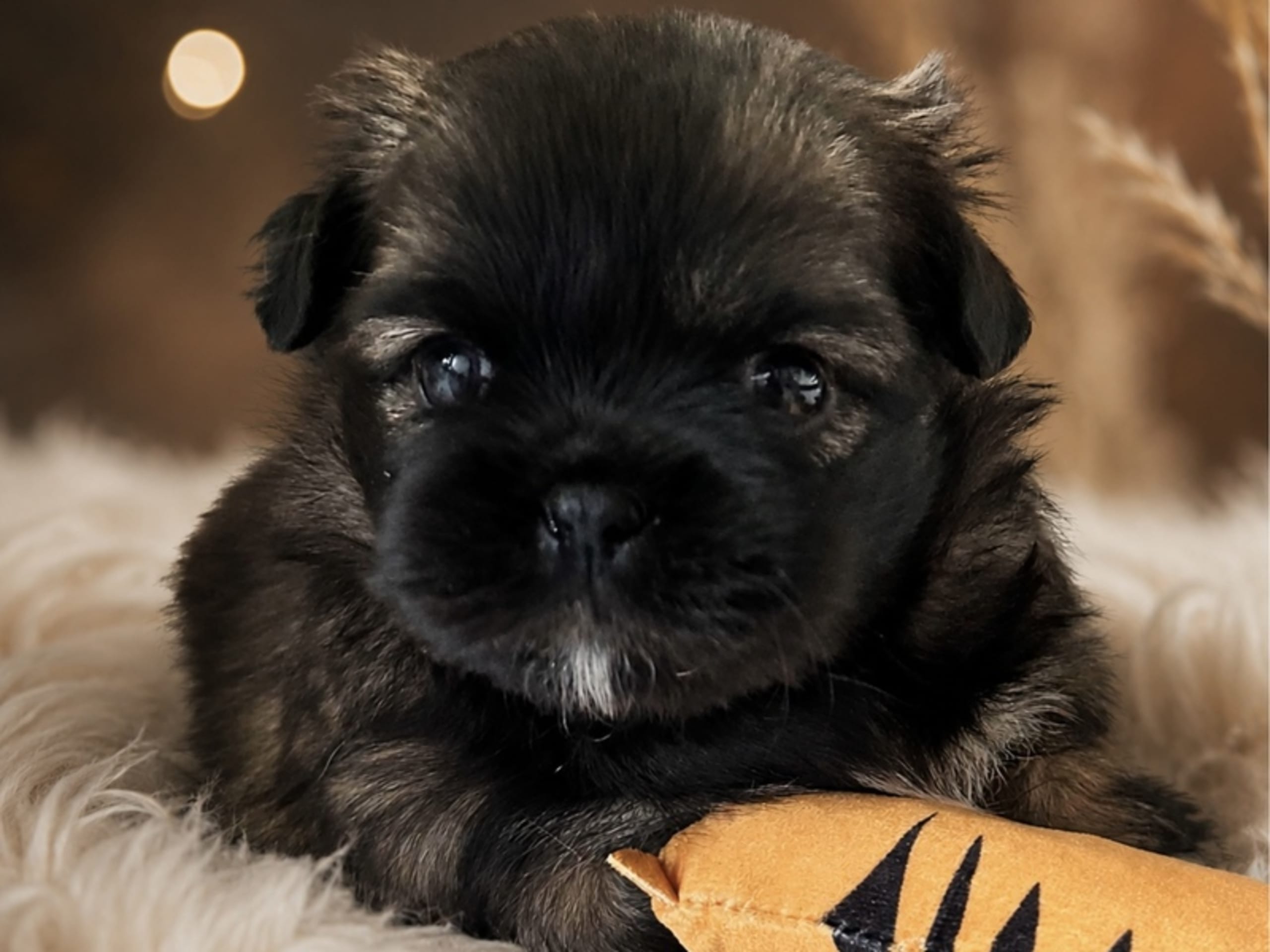 Tibetansk spaniel · Hammel · Cim-Cill