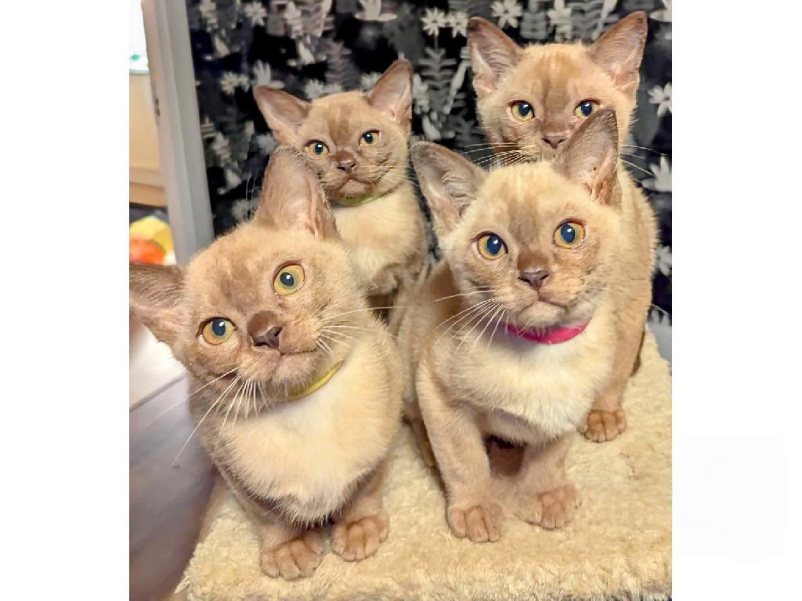Burma (Sacred Birman) · Hjärup · S*Piapizzi's