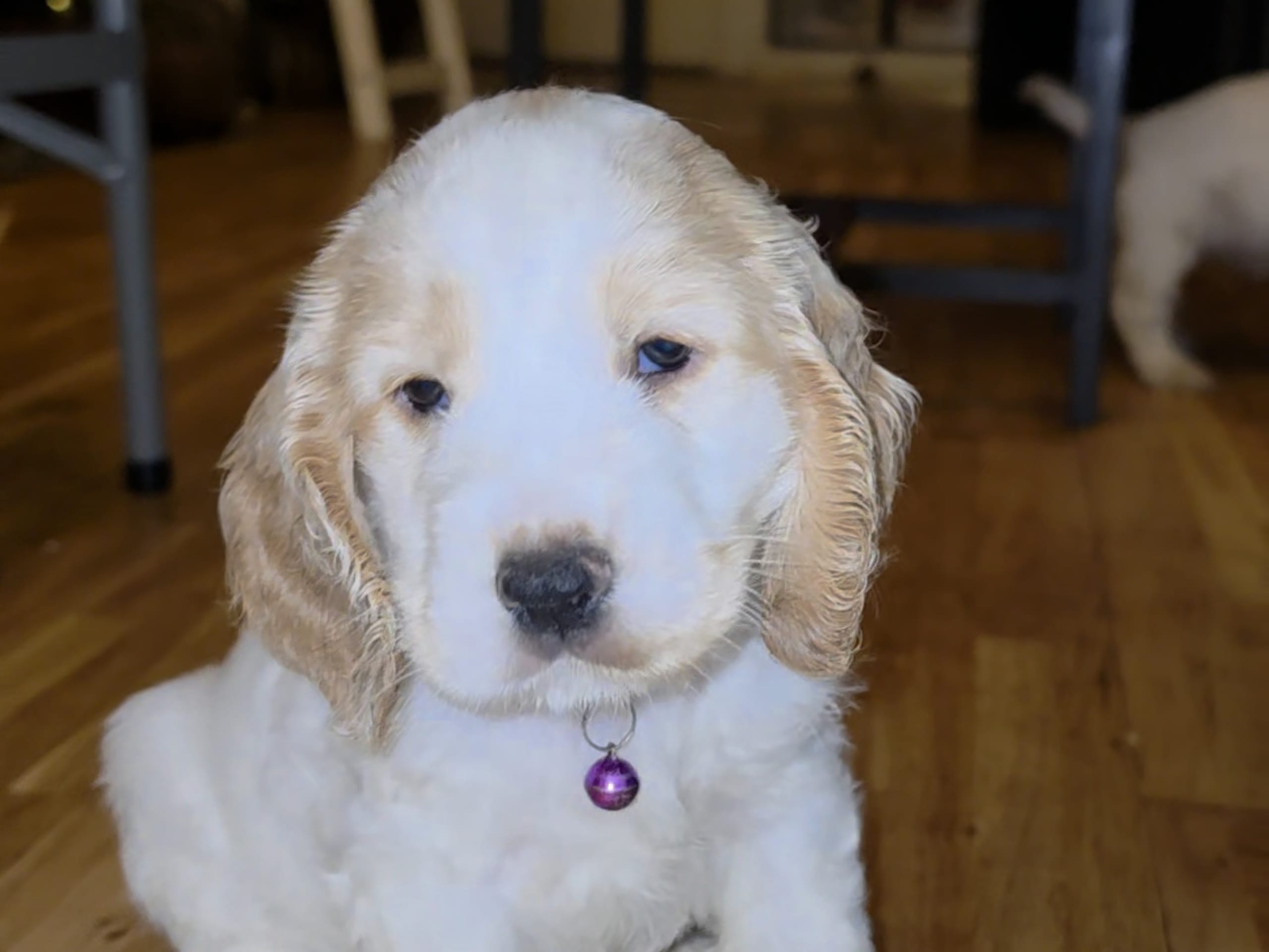 Cocker Spaniel · Södertälje · Savanah B.