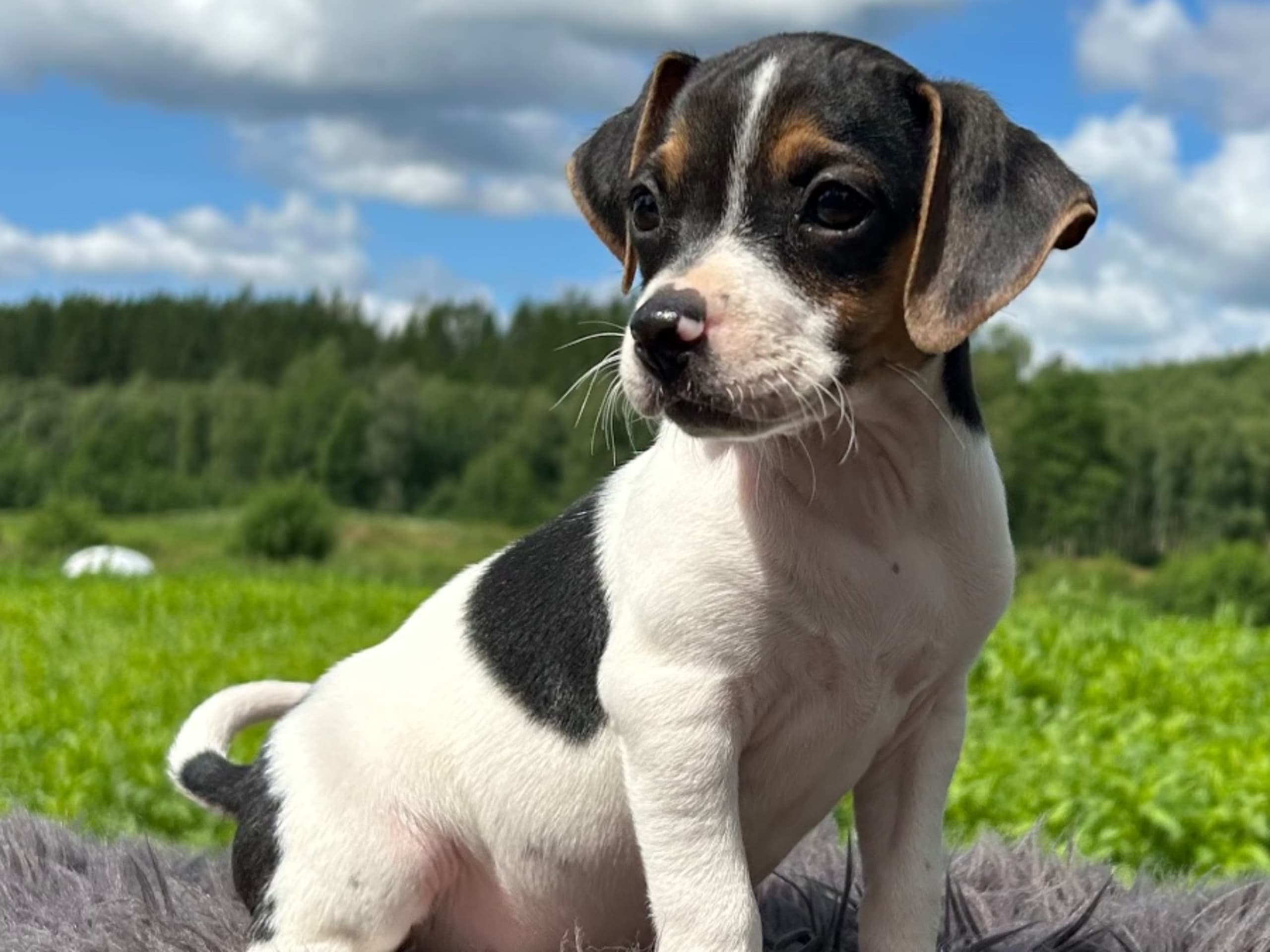 Danish Swedish Farmdog · Älekulla · Lillhovens