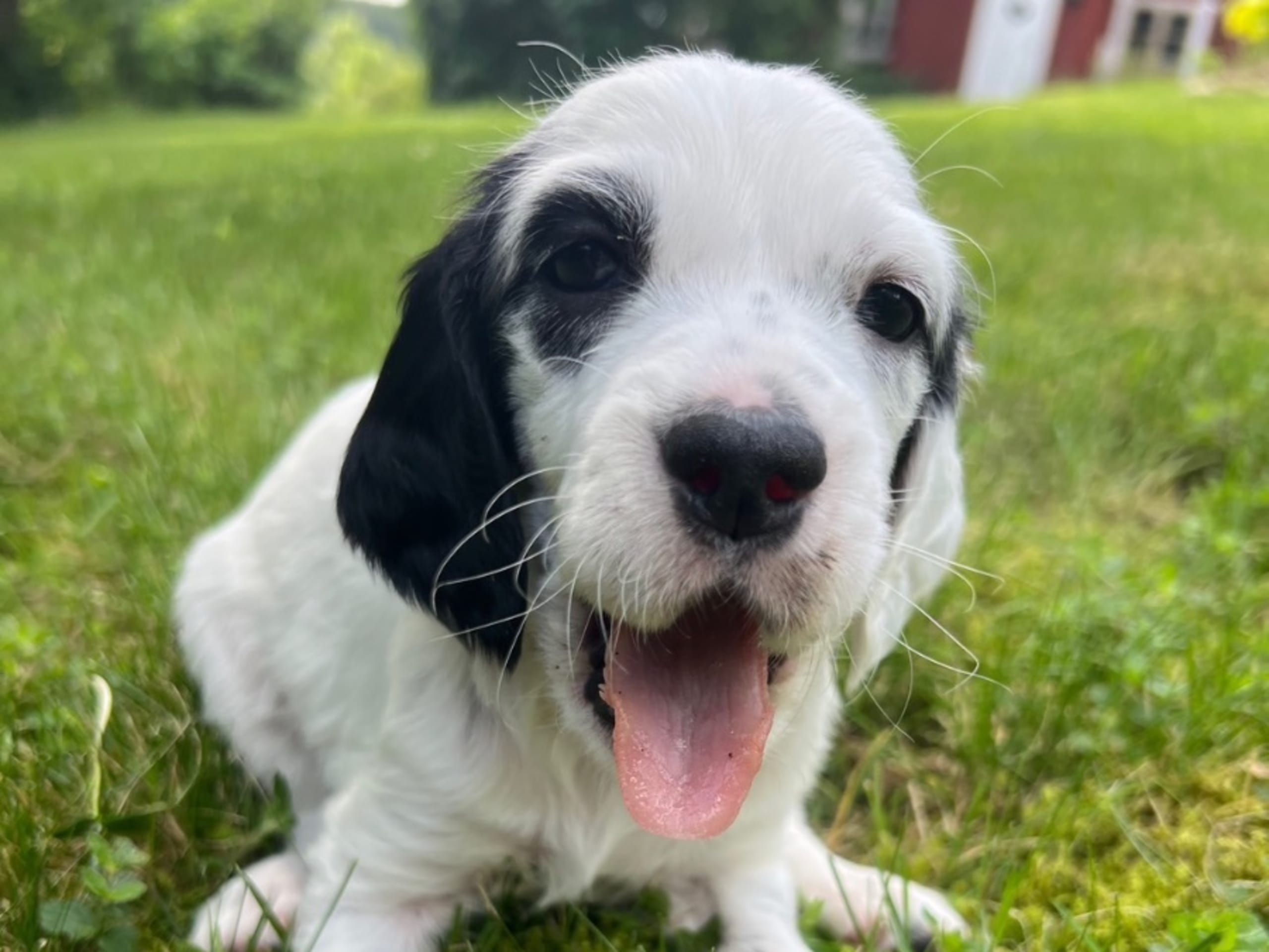 English Setter · Gnesta · Peter Af Uhr