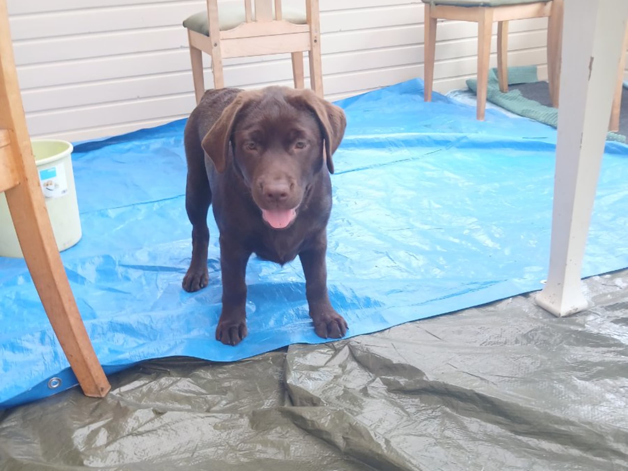 Labrador Retriever · Ljungbyholm · Dineroo's Kennel