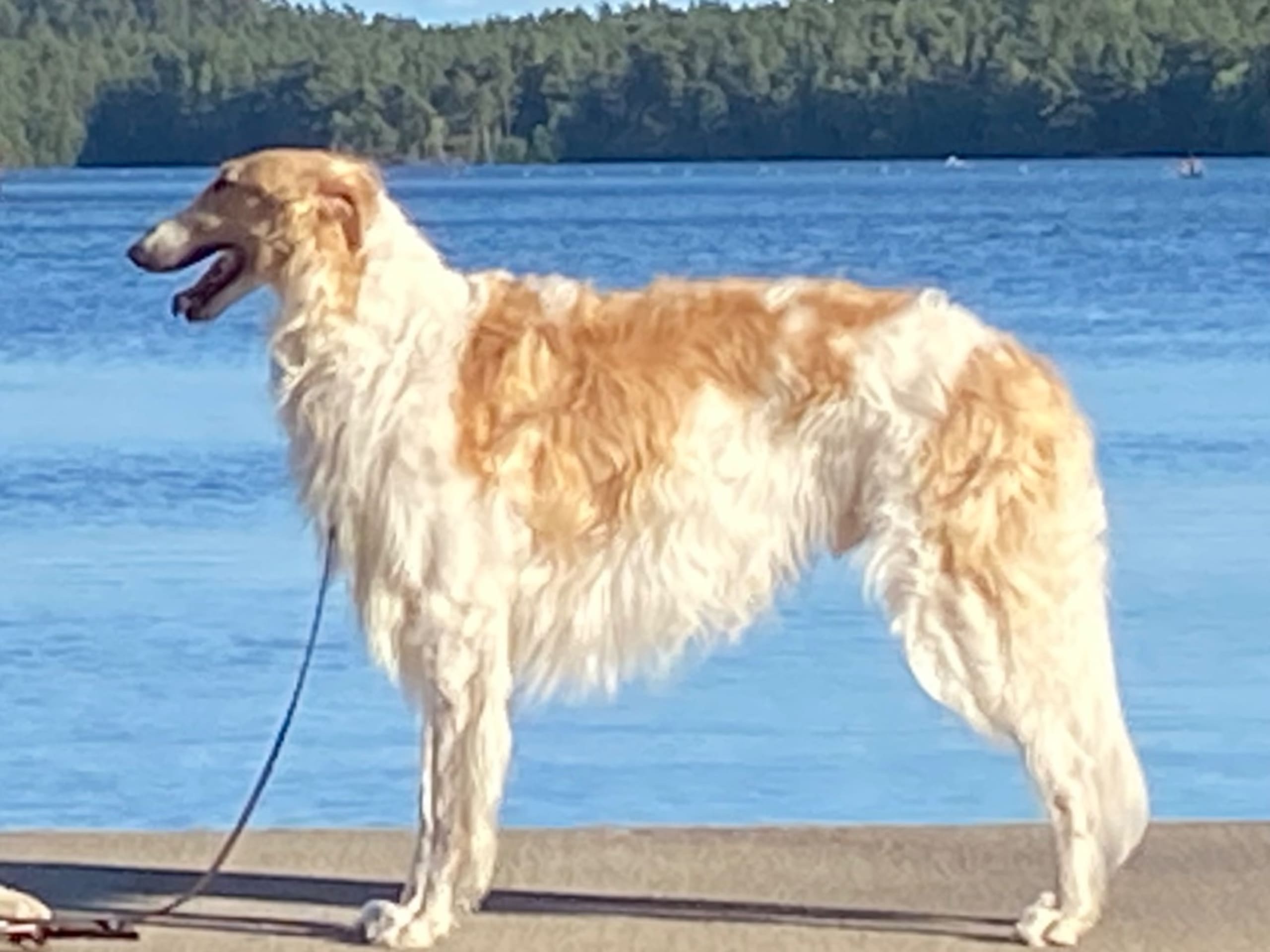 Borzoi · Göteborg · Velikij