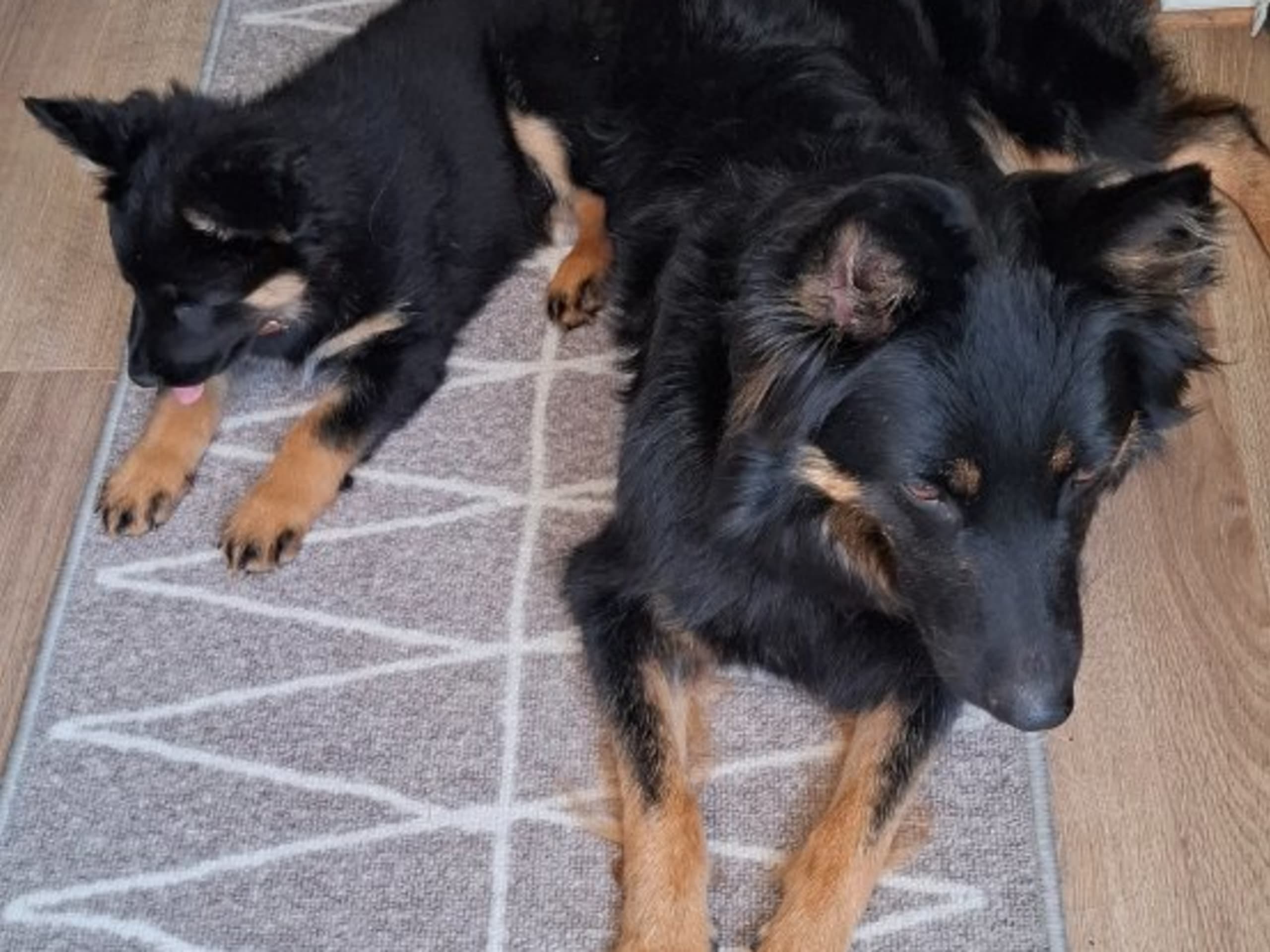 Bohemian Shepherd · Sparreholm · Brinketorps kennel