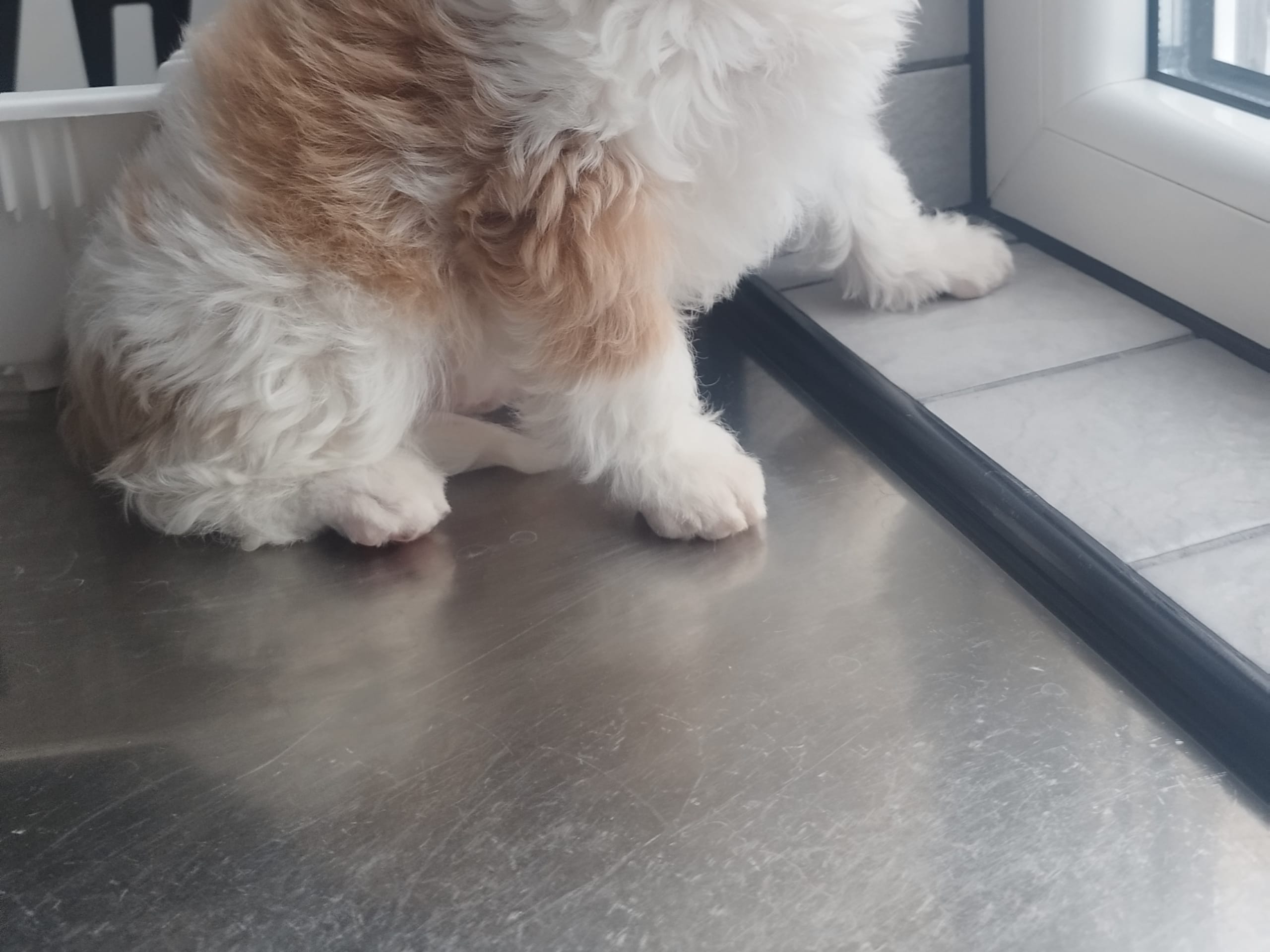 Hjortkvarns Cavapoo
