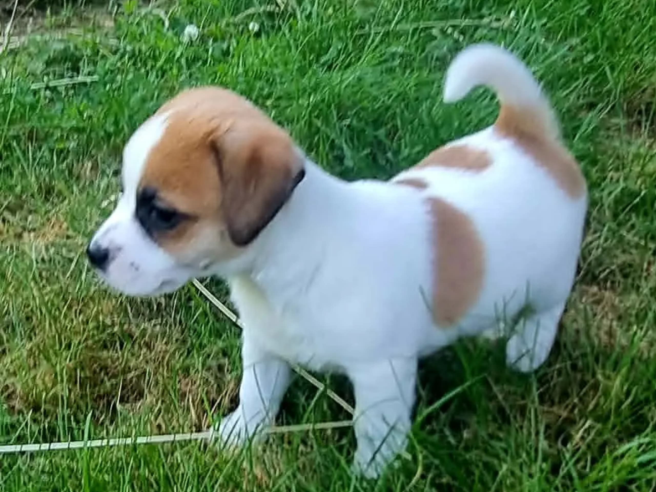 Jack Russell Terrier · Vormsund · Gun Synøve Wulff