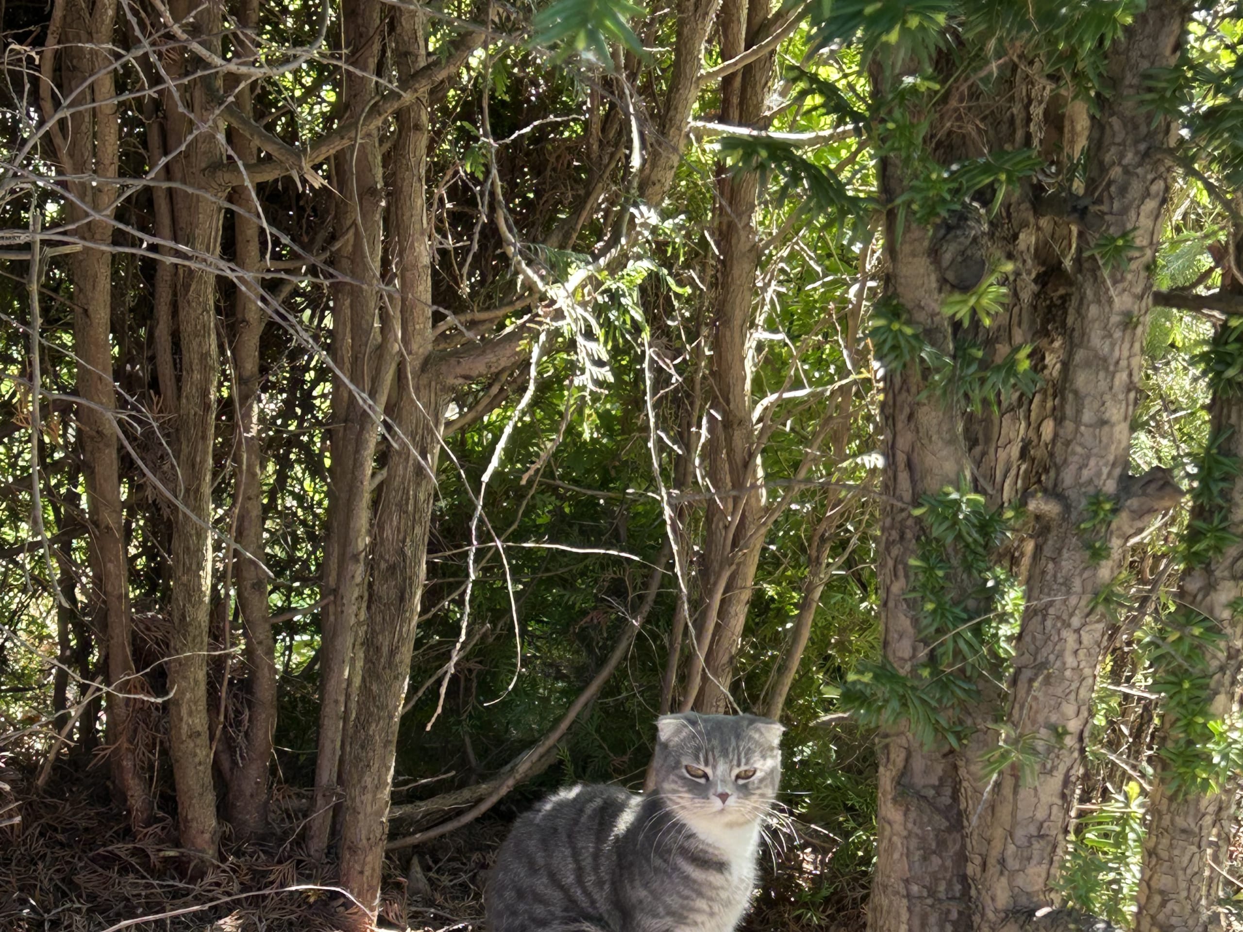 Scottish Fold · Skedsmokorset · Fasih A.