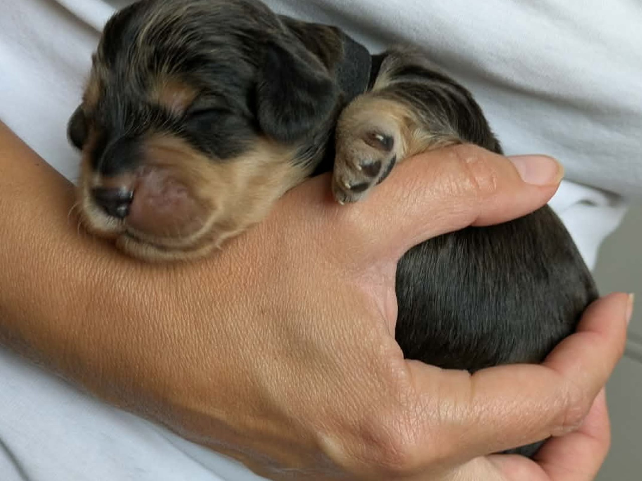 Cockerpoo · Sollentuna · Mikaela C.