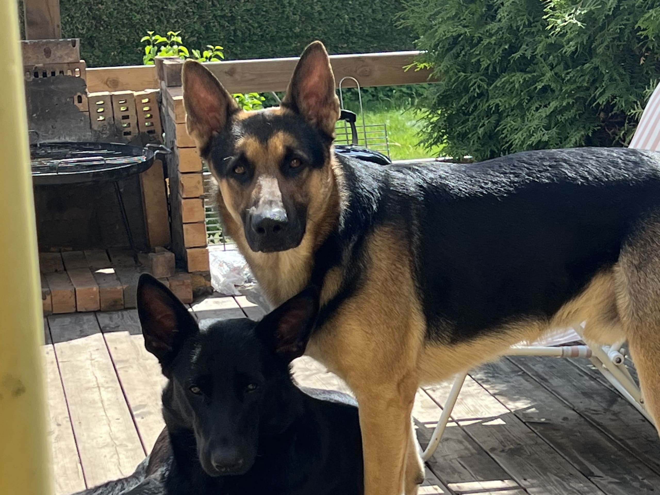 Schæferhund · Perstorp · Anela M.