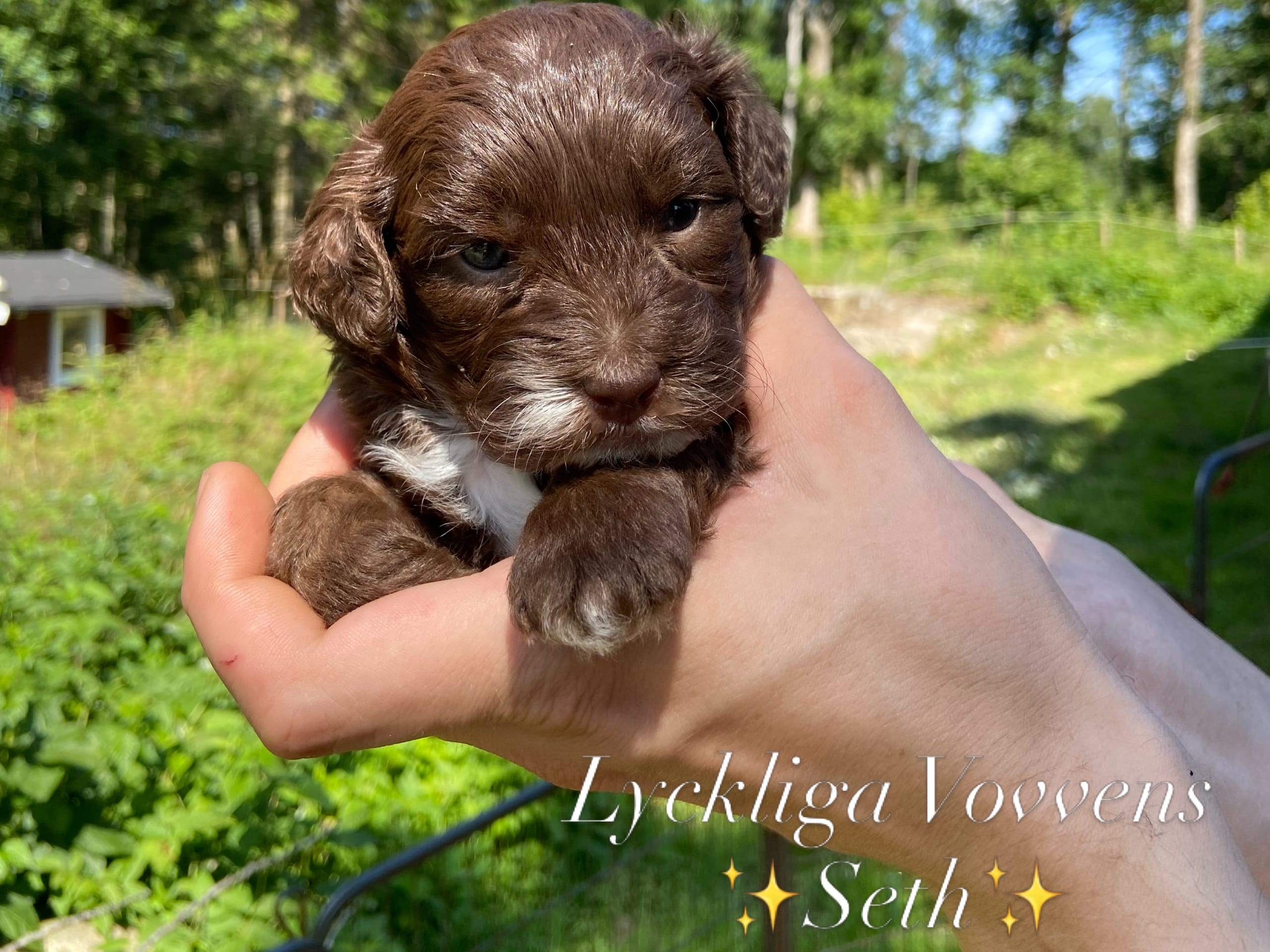 Shihpoo · Nol · Lyckliga Vovven