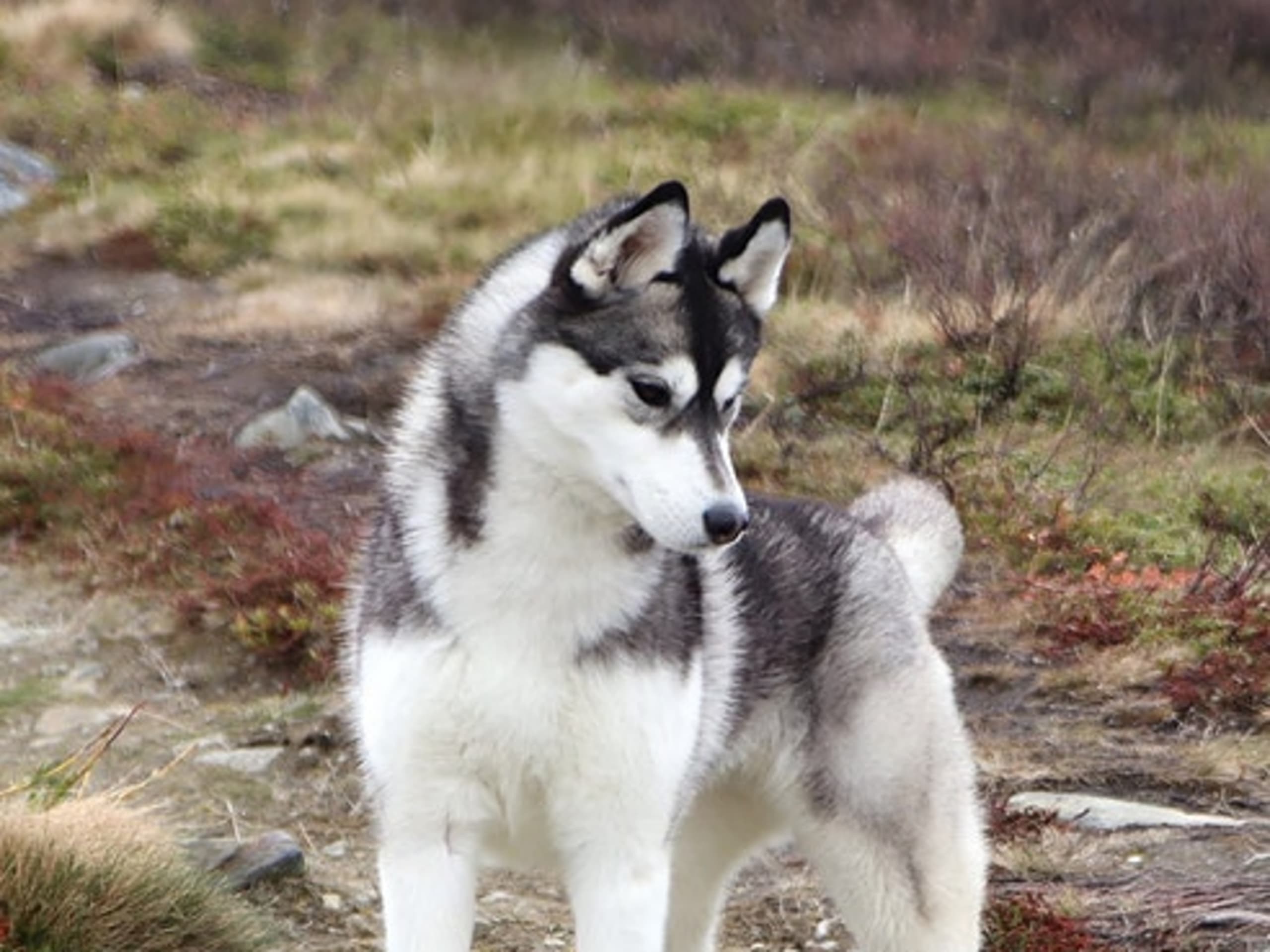 Siberian husky · Sørskogbygda · Joanna Krystyna Ratajczak