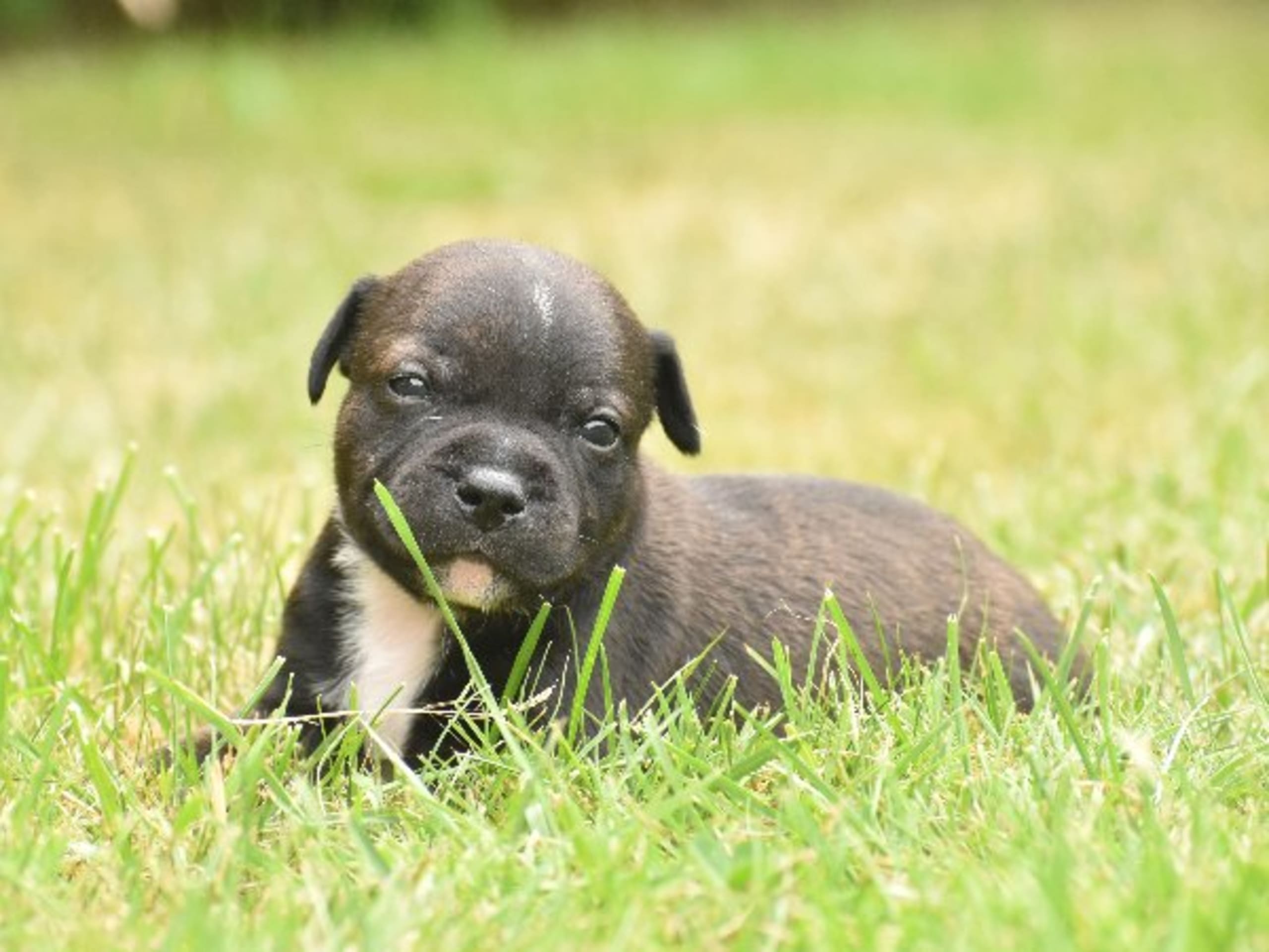 Staffordshire bullterrier