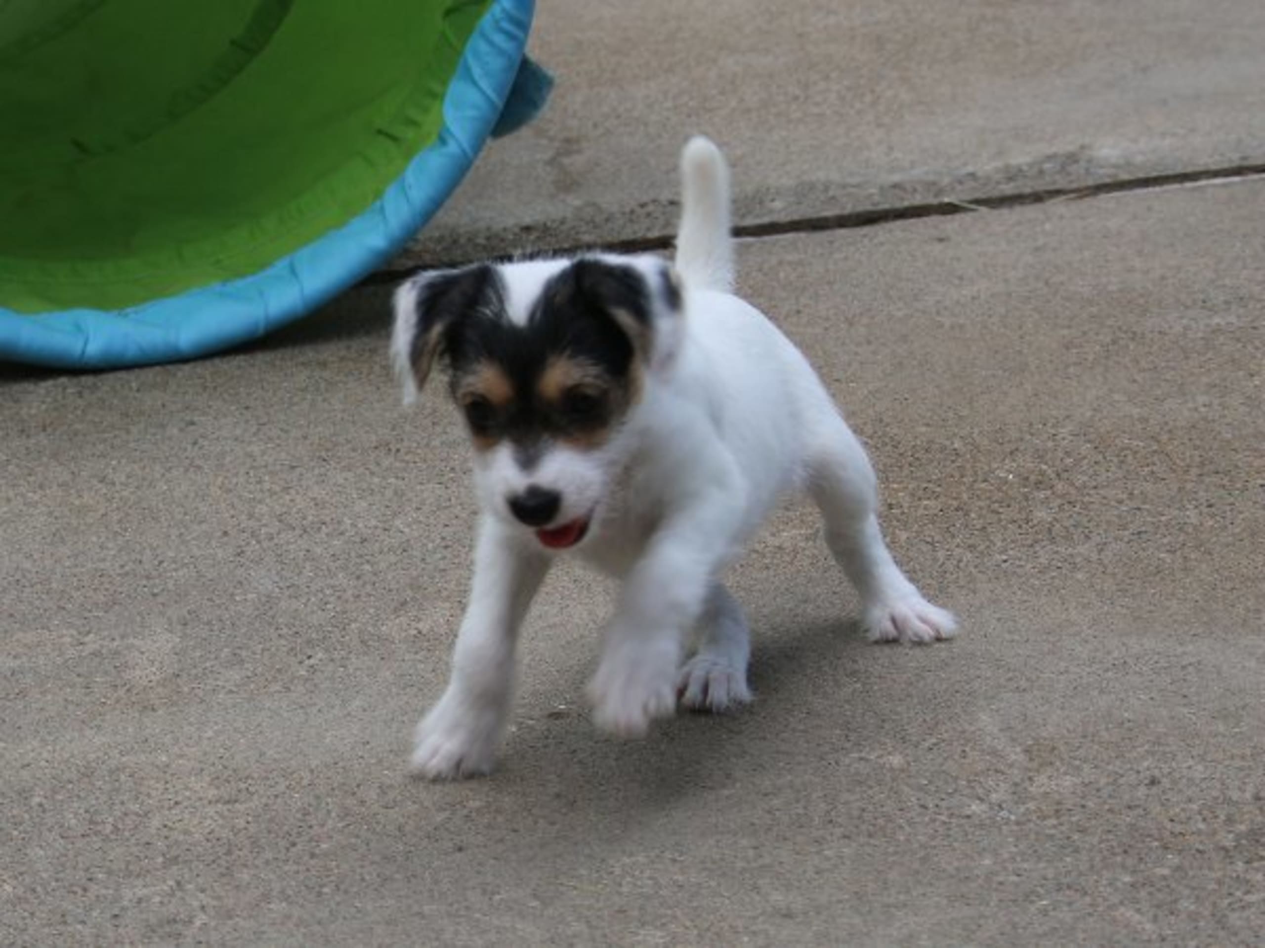Parson russell terrier · Kristianstad · Double Barrel's