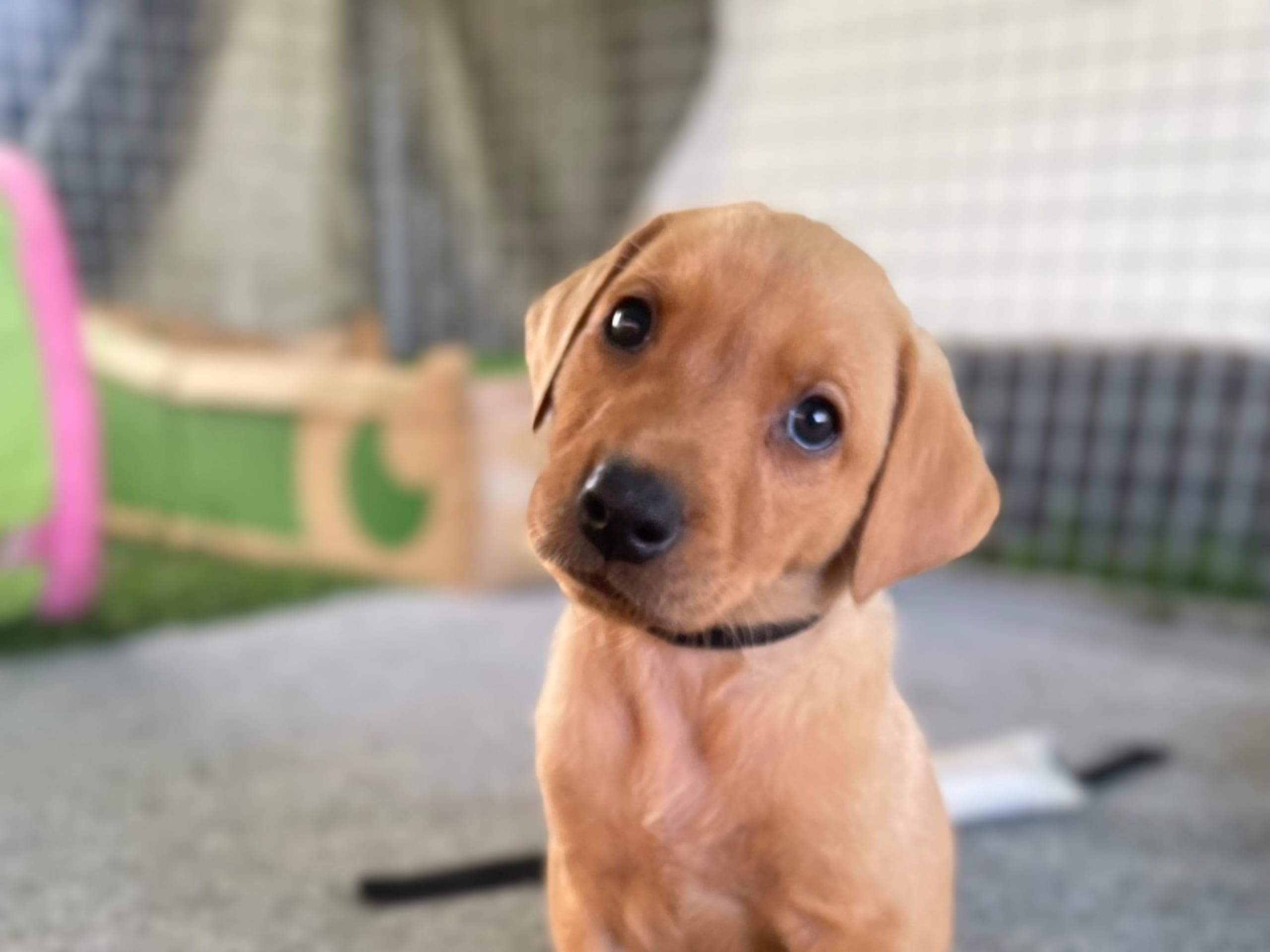 Labrador Retriever · Lövestad · Gravel's
