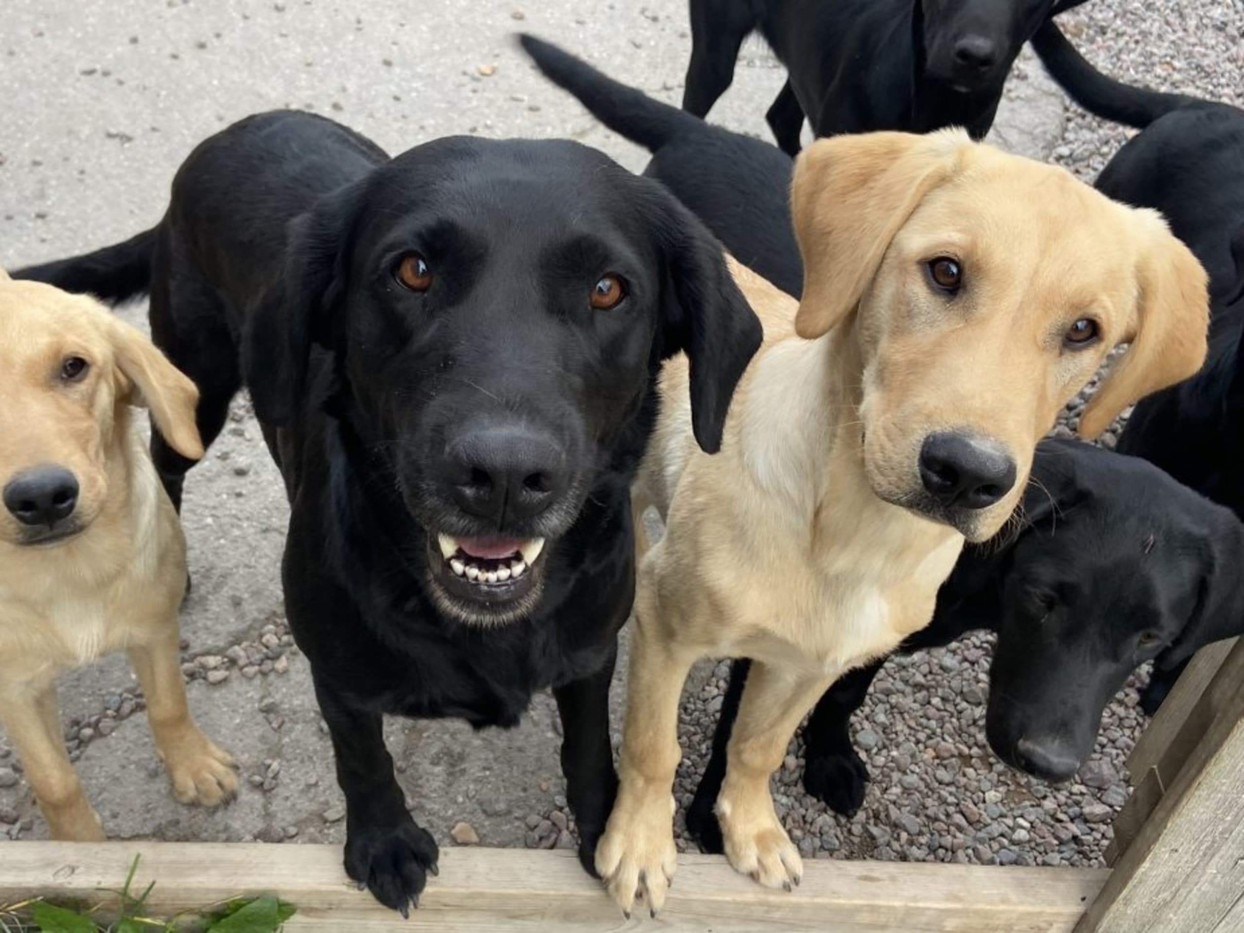 Labrador retriever · Knutby · Gamegainer