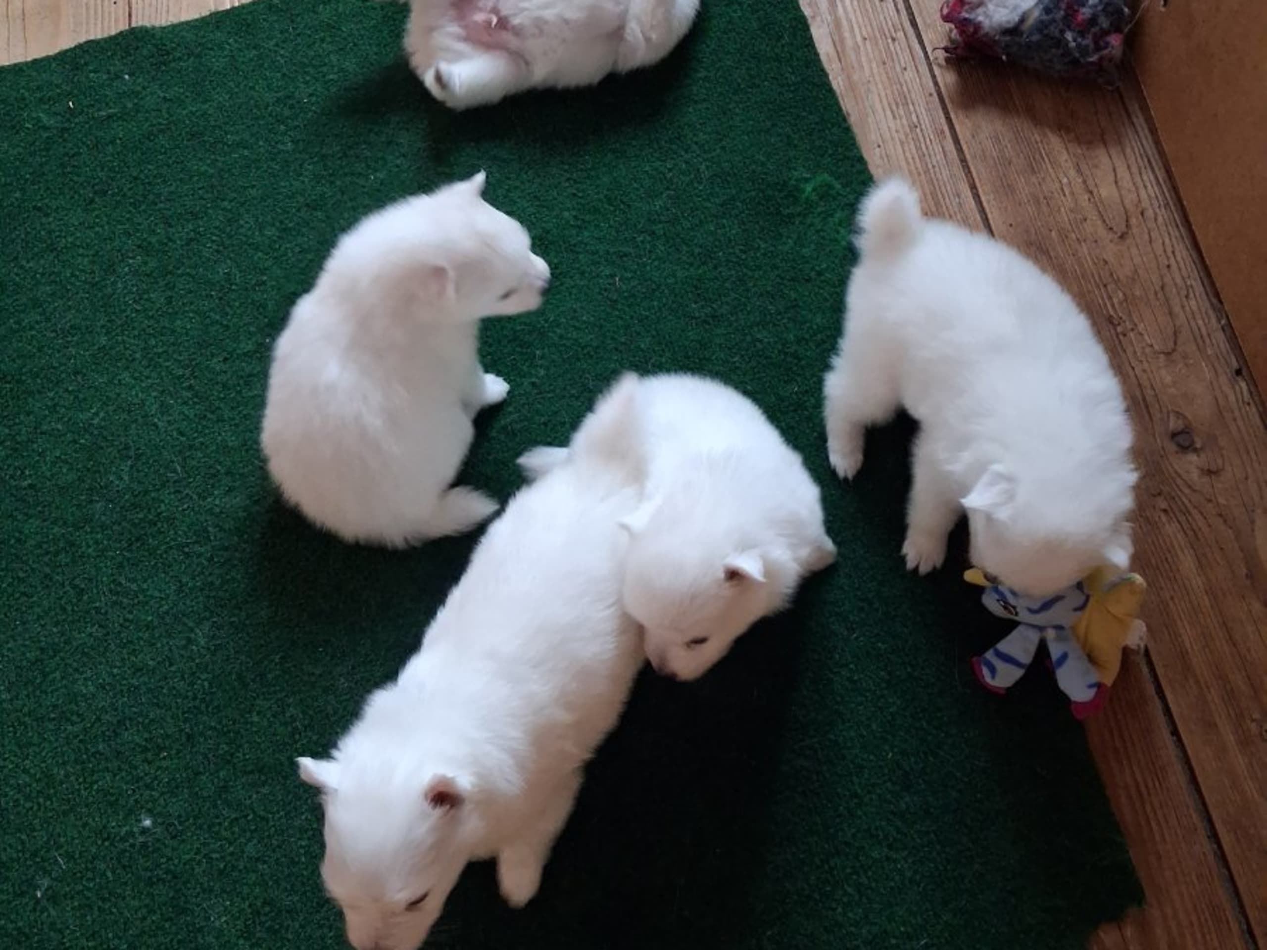 Japanese Spitz · Kristdala · Kennel Alegros