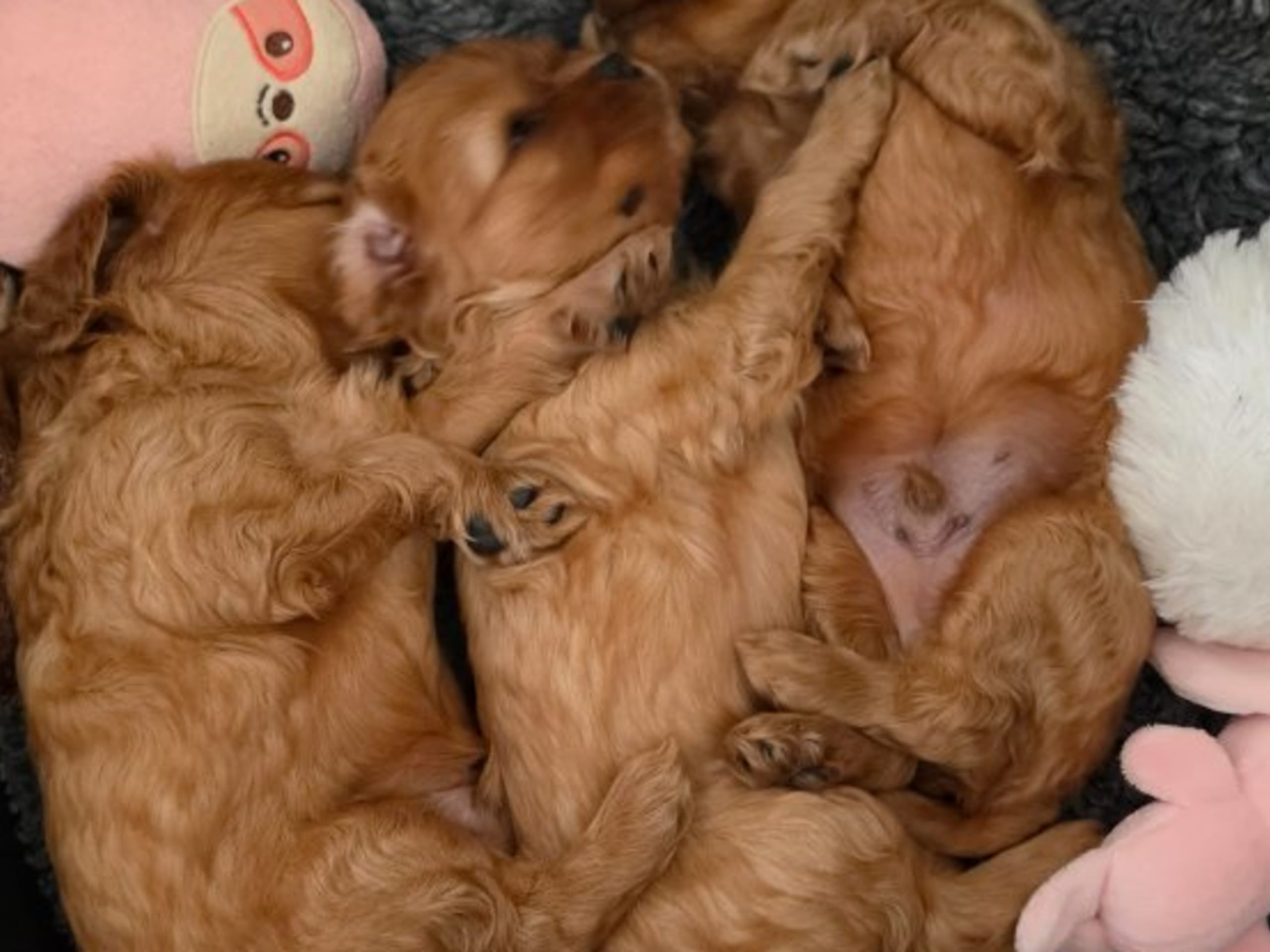 Cavalier king charles spaniel
