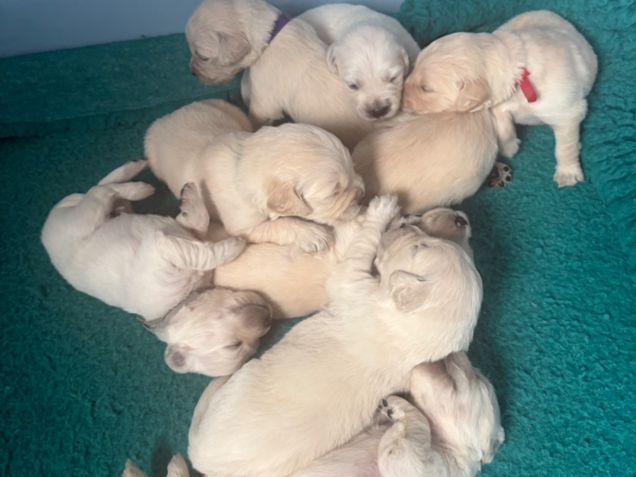 Golden Retriever · Norrköping · Häradssveden