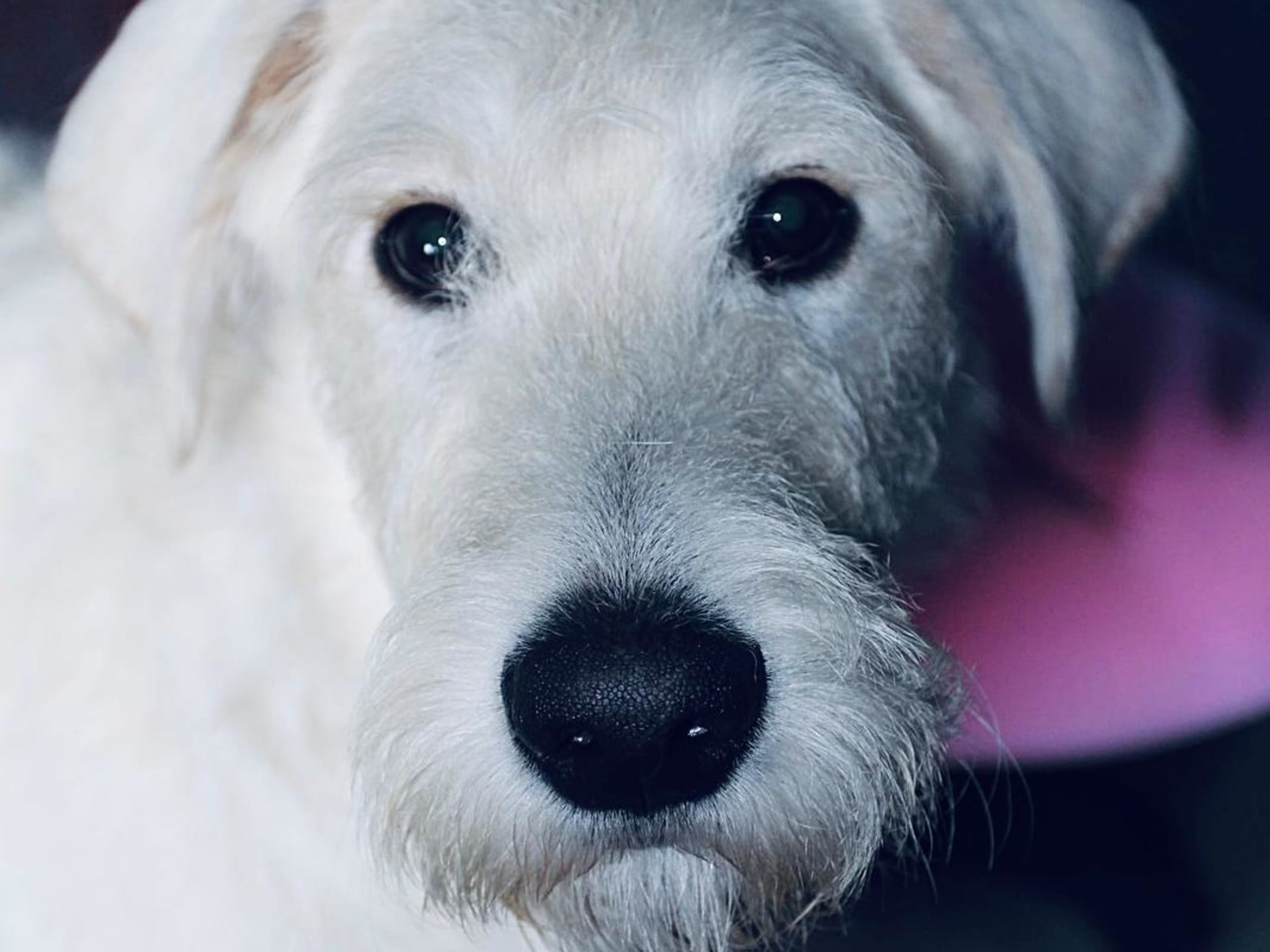 Smith Labradoodles