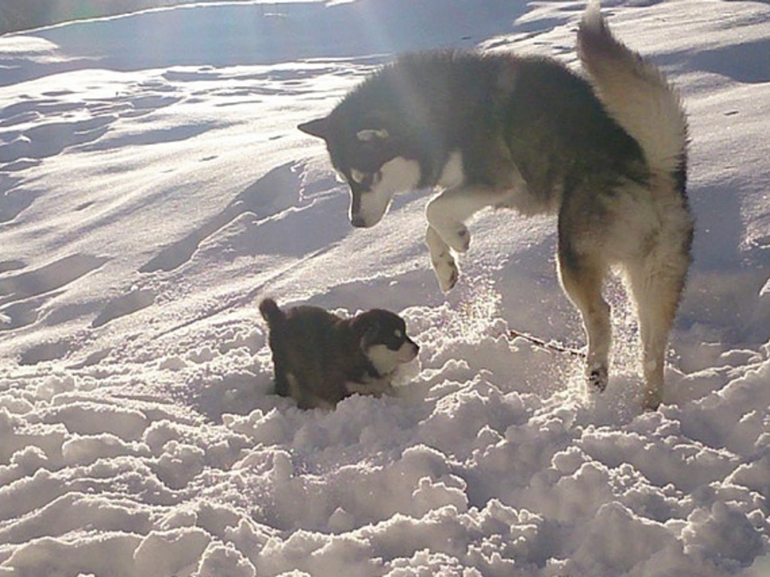 Alaskan malamute · Seljord · Kennel Kitchaq