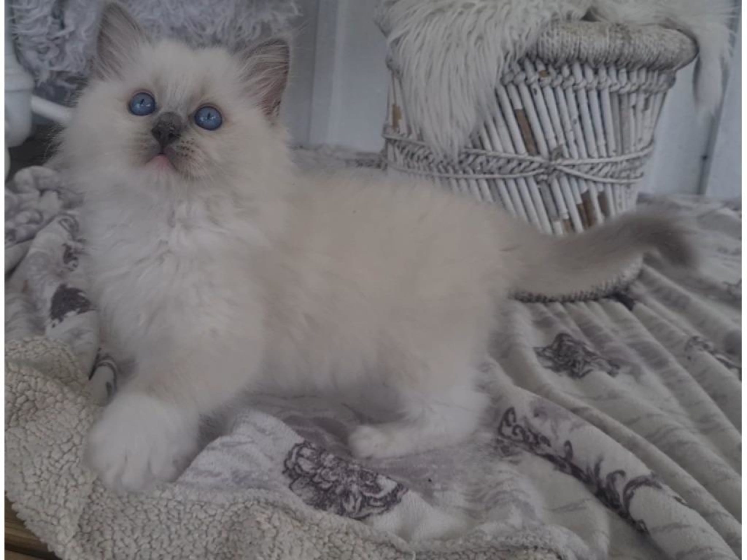 Ragdoll · Tvärålund · SE*Sacred Stars
