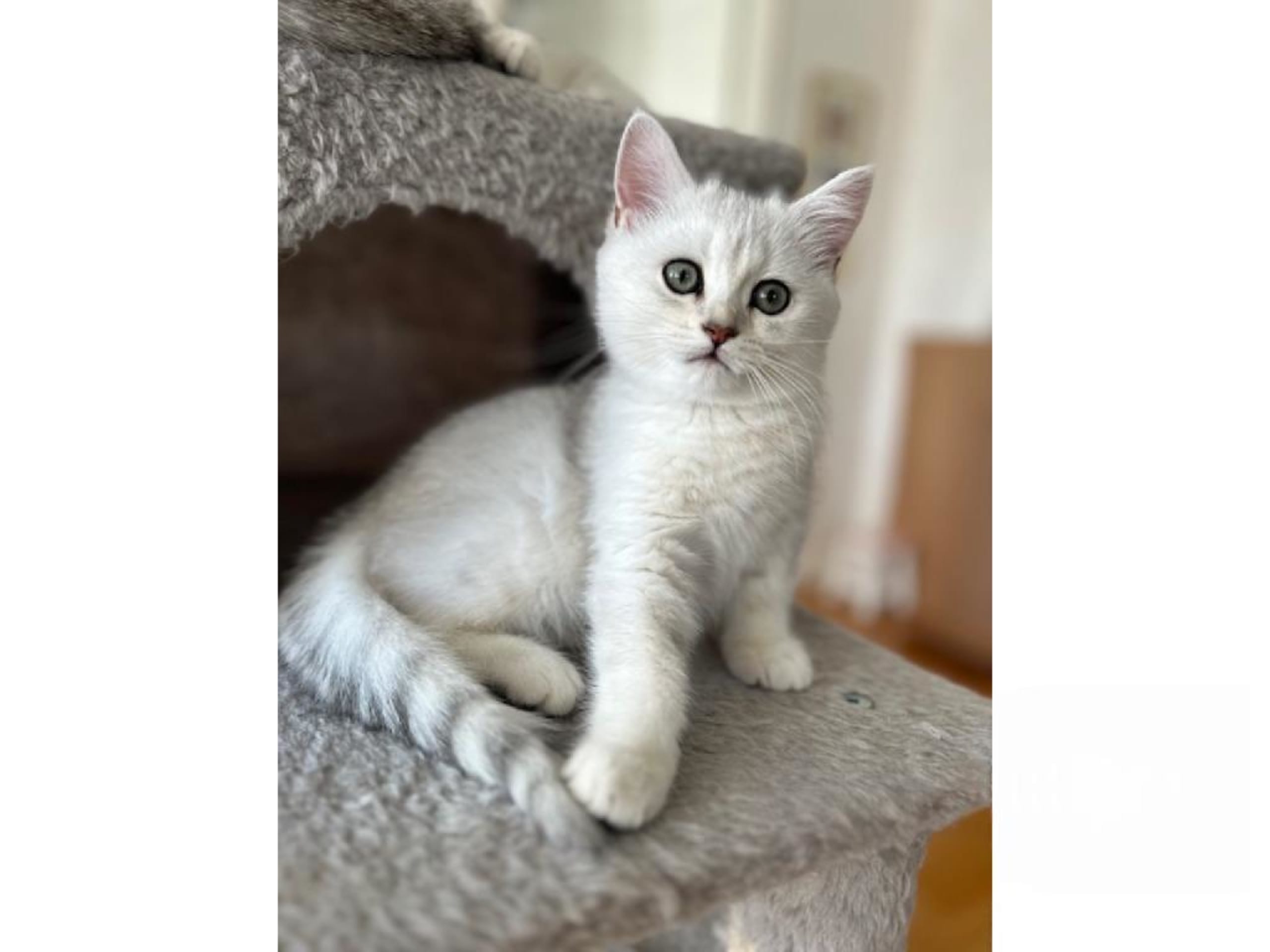 British Shorthair · Alingsås · SE*Magnolia gardens