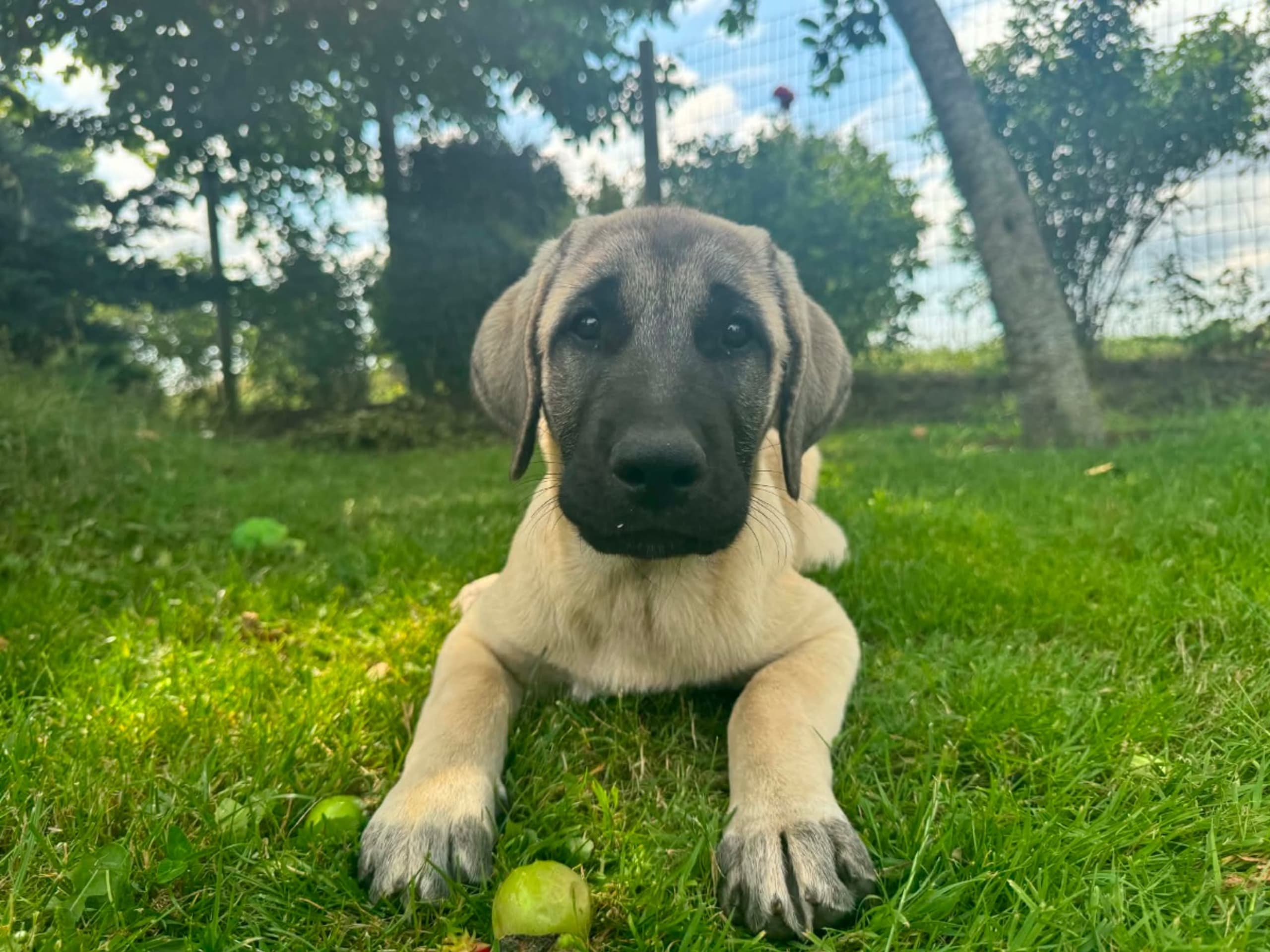 Kangal Shepherd Dog · Skurup · Lindbyhill
